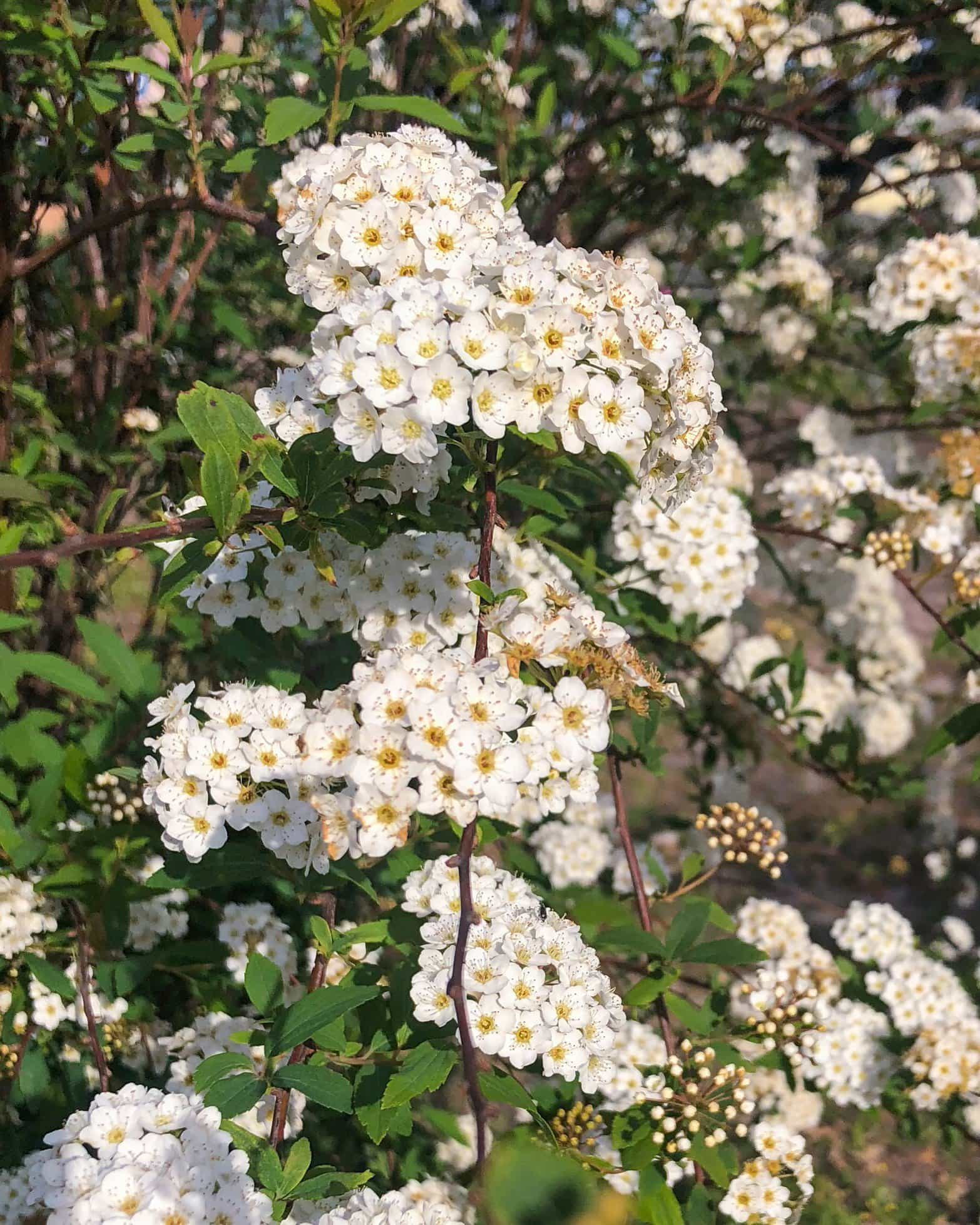 Double Bridal Wreath Spirea