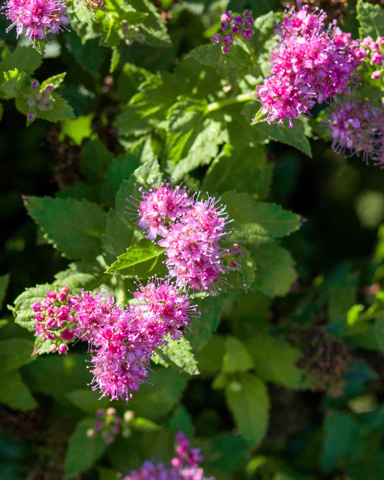 Double Play Gold Spirea