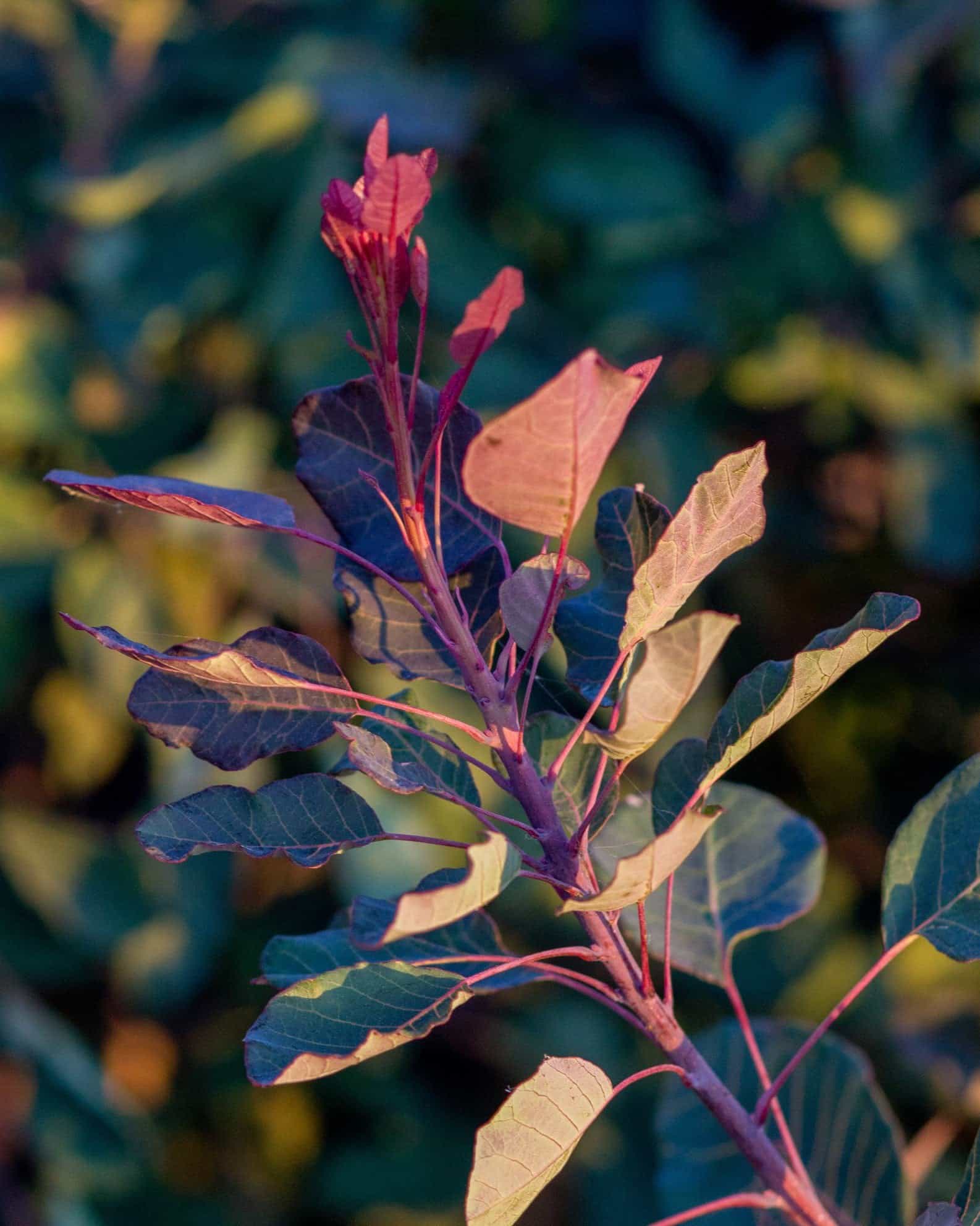 Dusky Maiden Smoketree