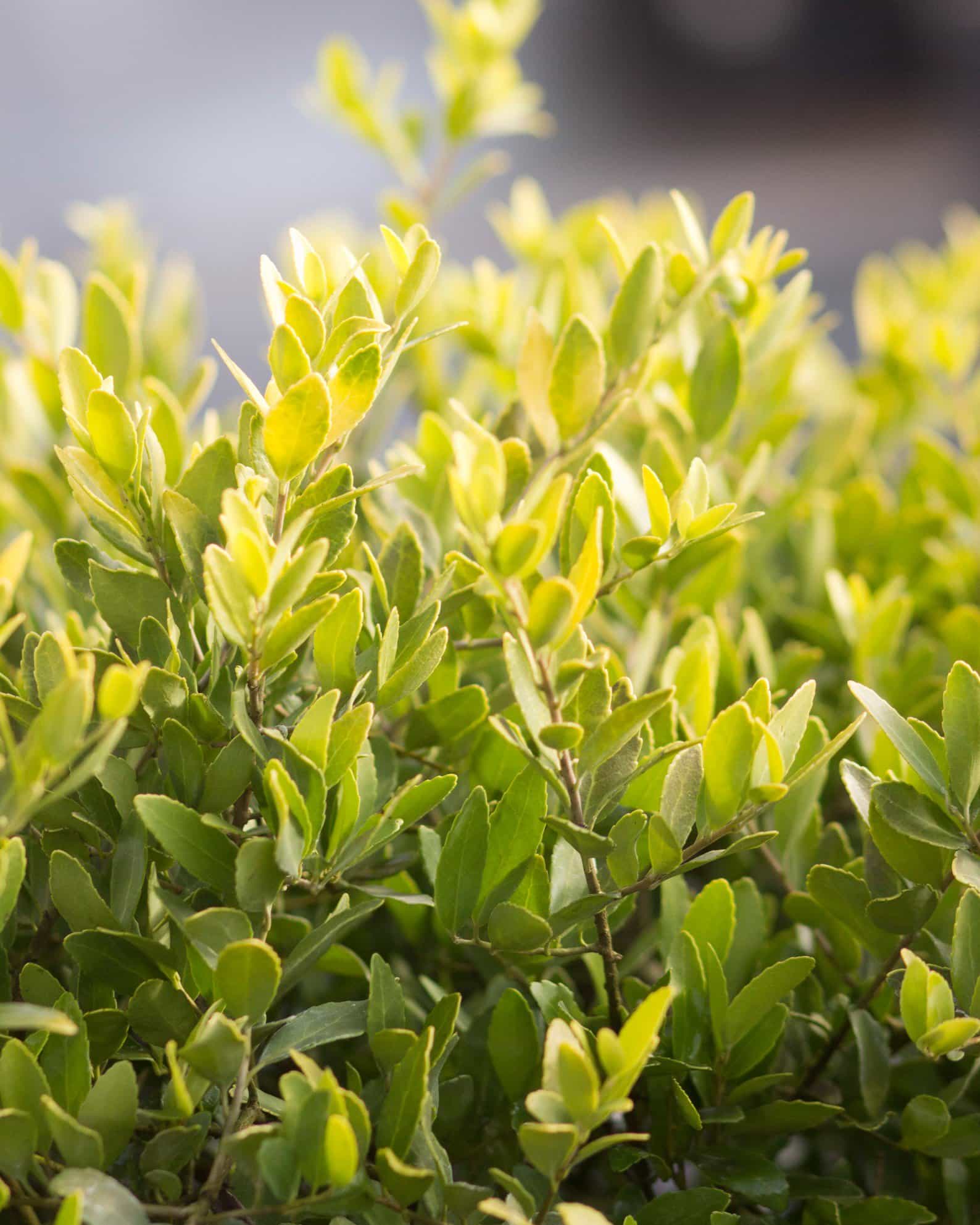 Dwarf Yaupon Holly Eureka Gold