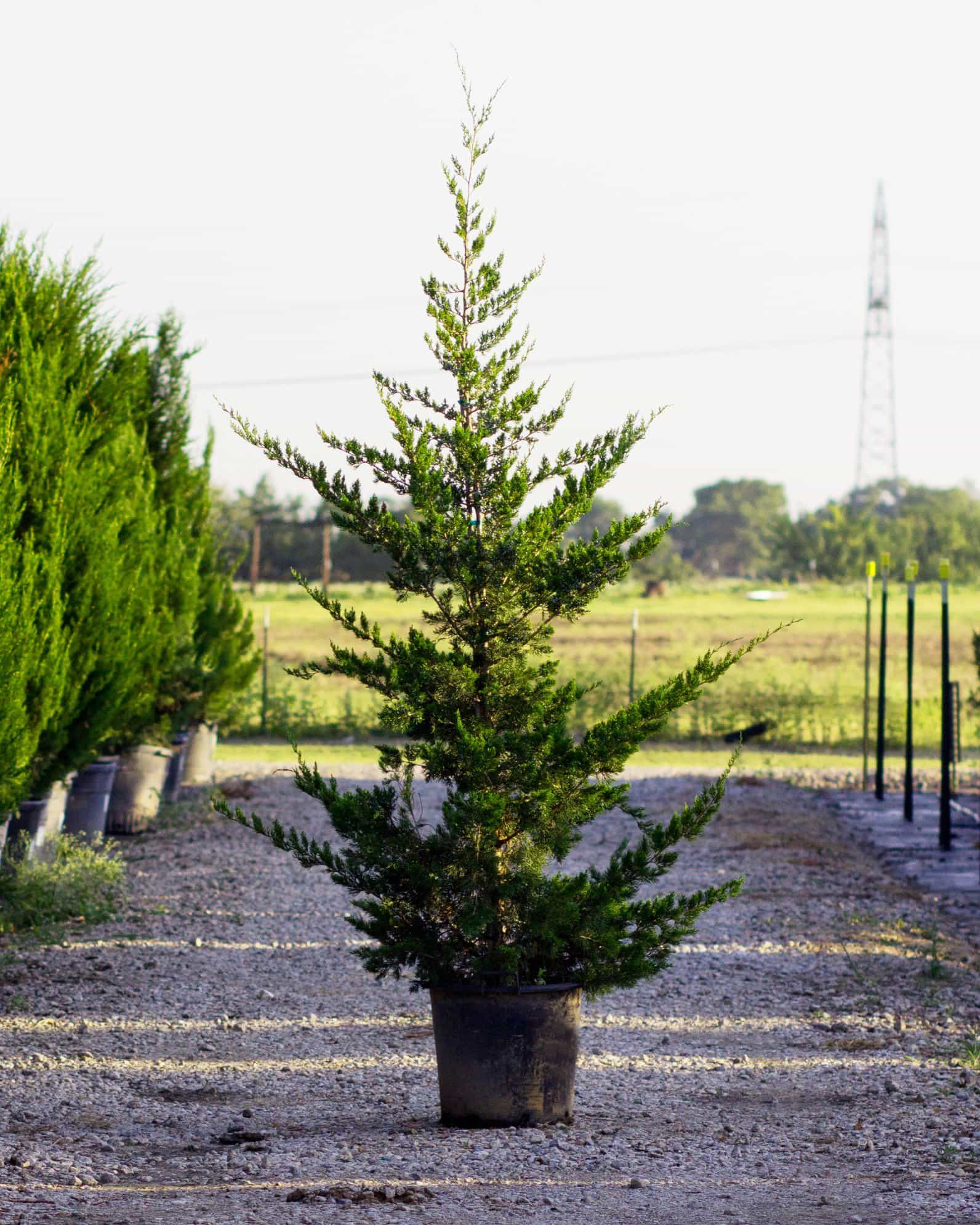 Eastern Red Cedar Canaertii