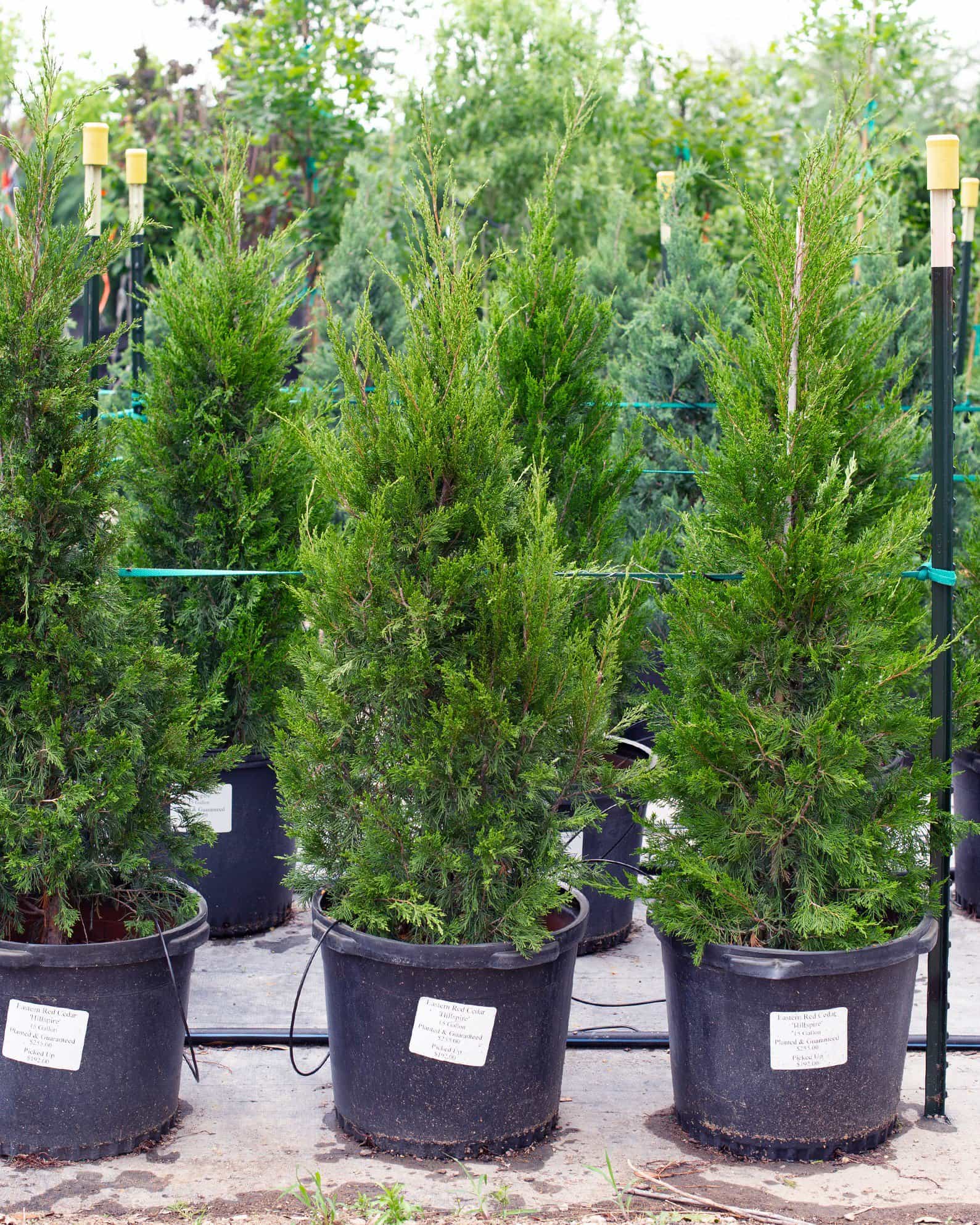 Eastern Red Cedar Hillspire