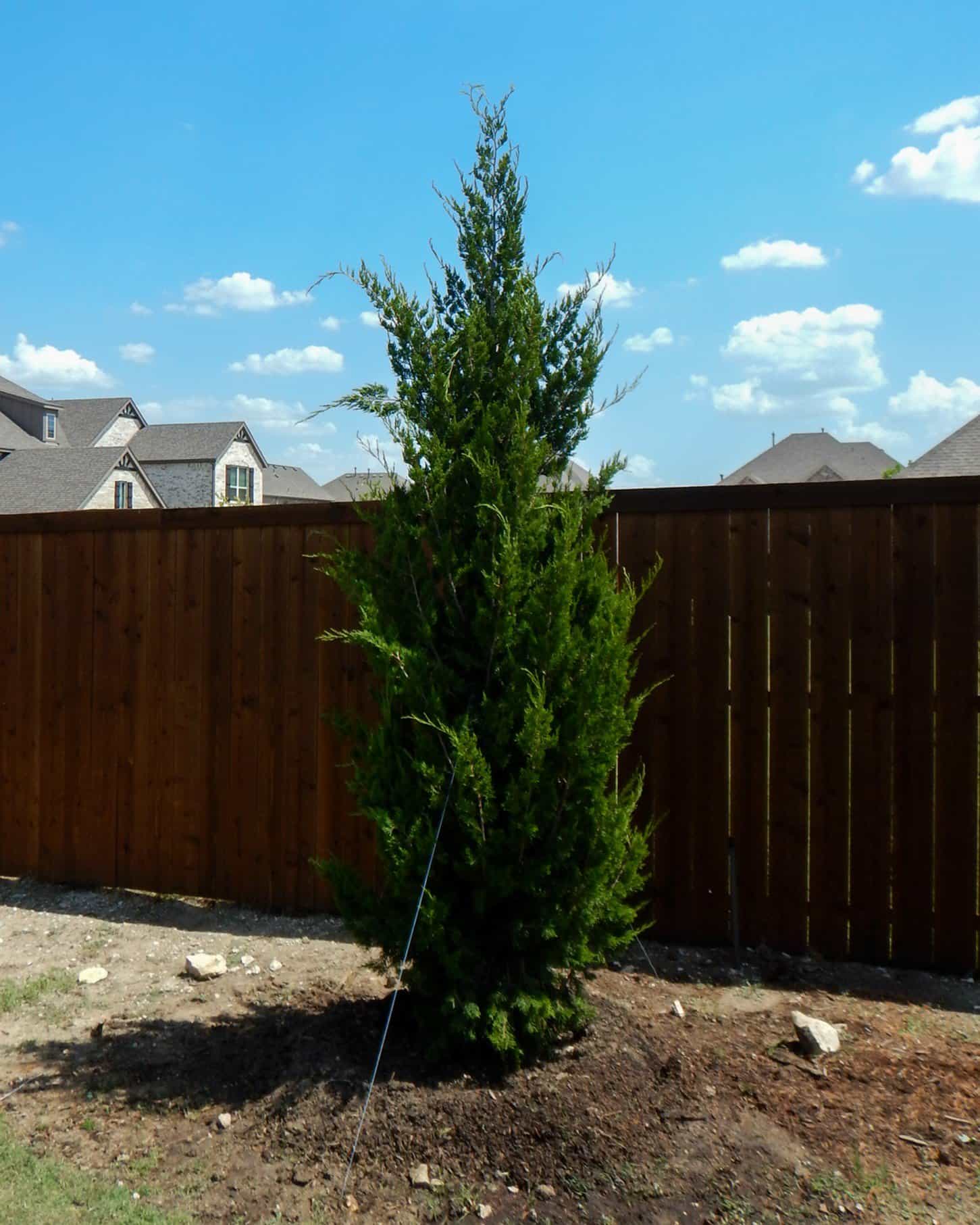 Eastern Red Cedar Brodie