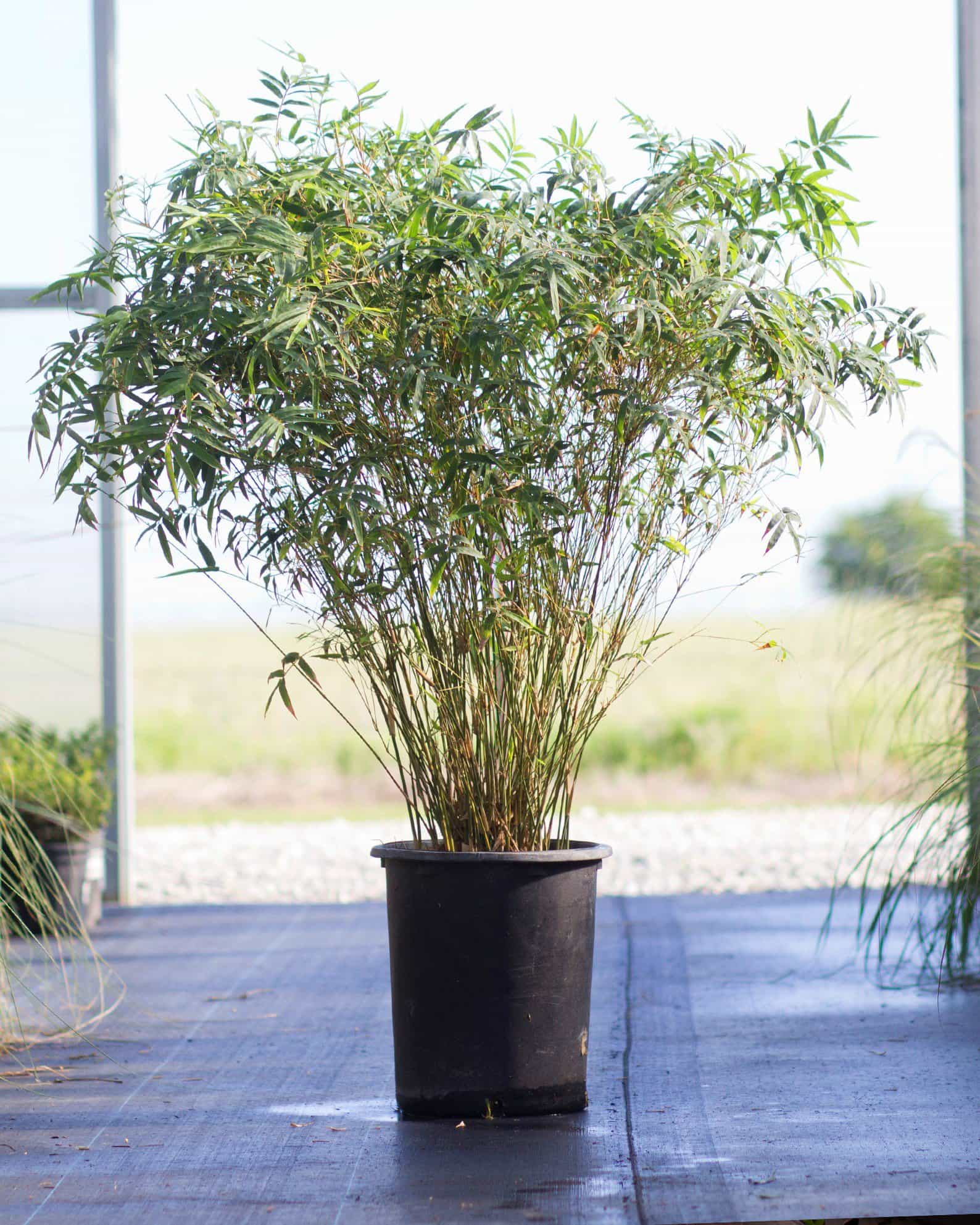 Golden Goddess Bamboo