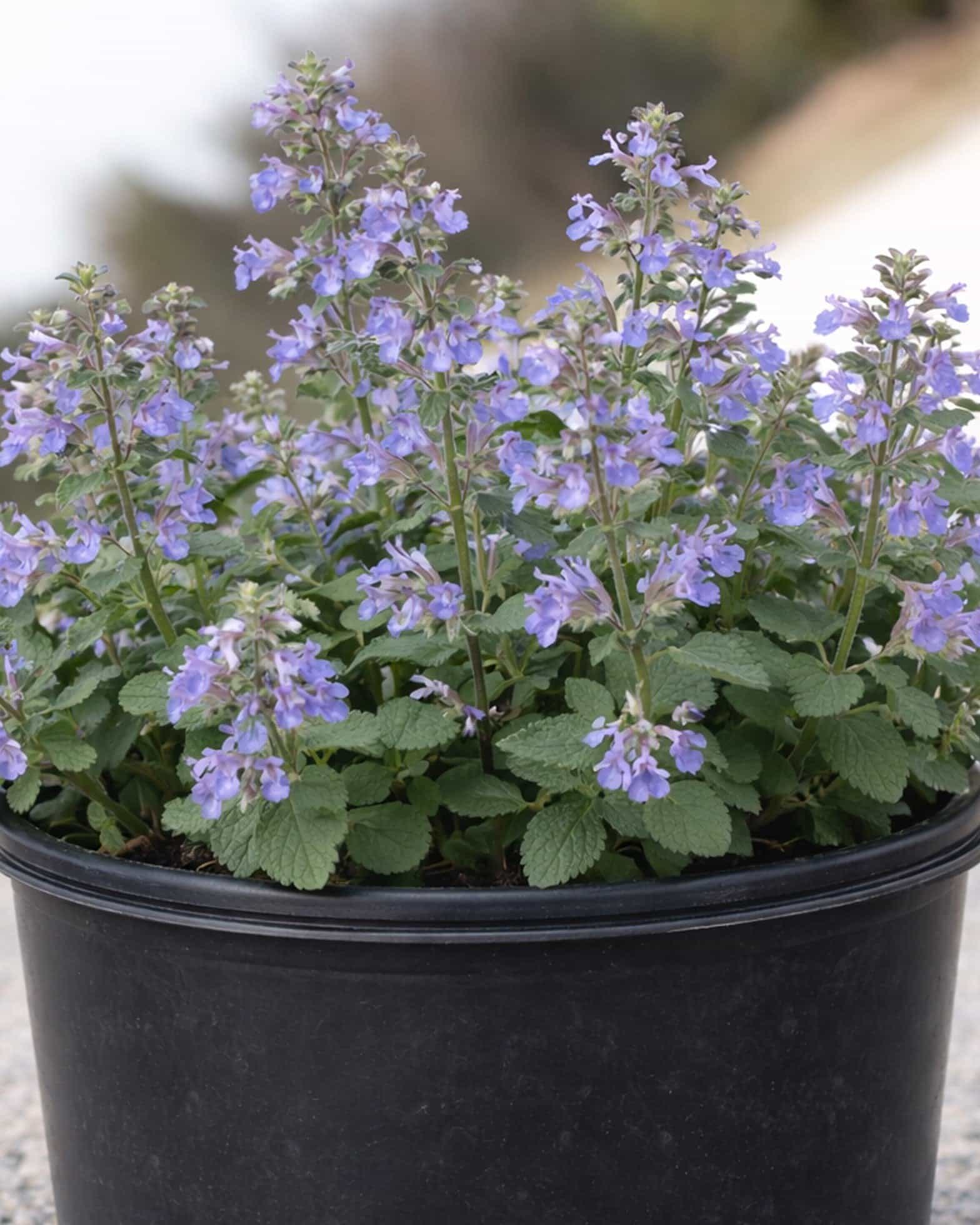 Blue Wonder Catmint