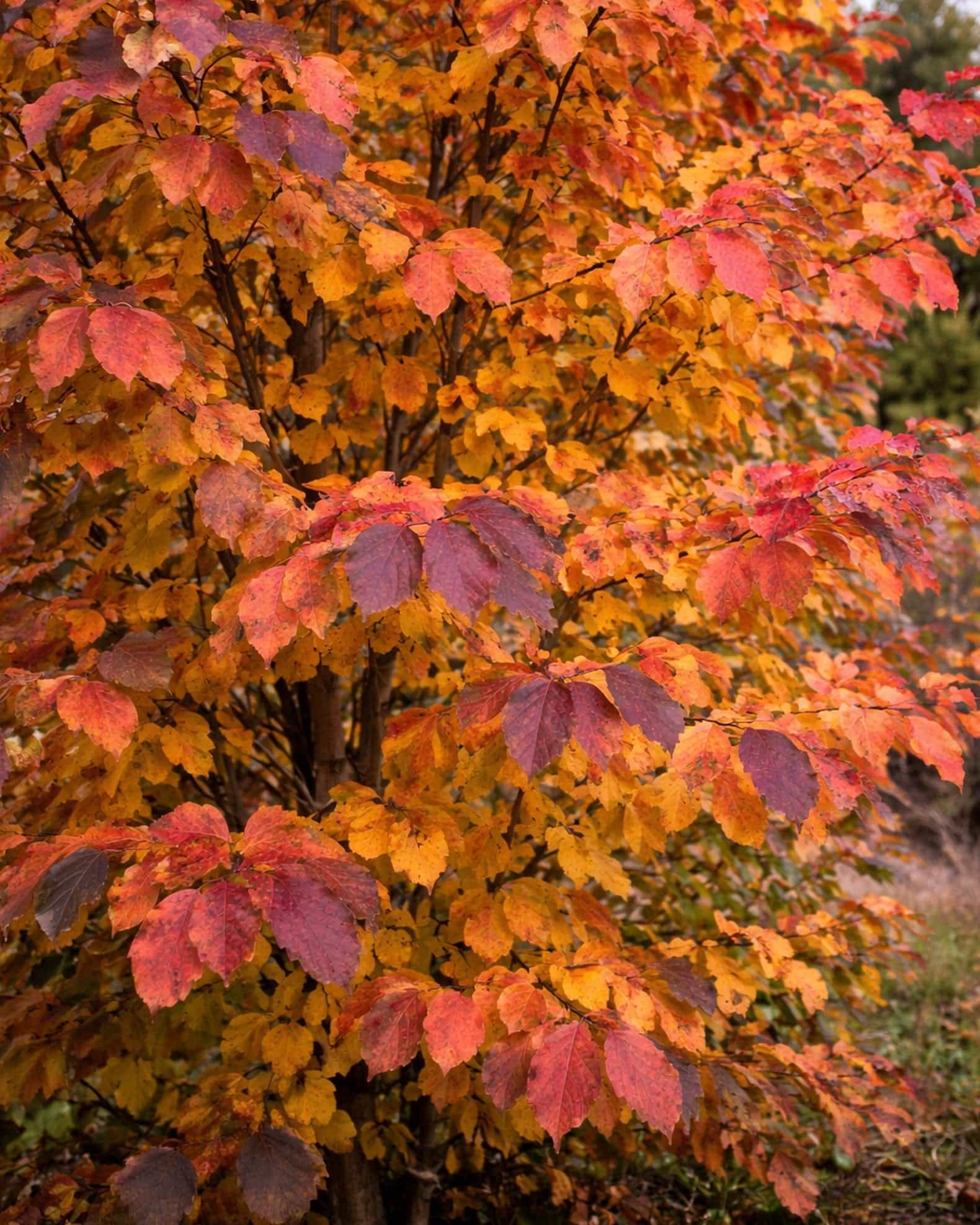 Golden Belltower Ironwood