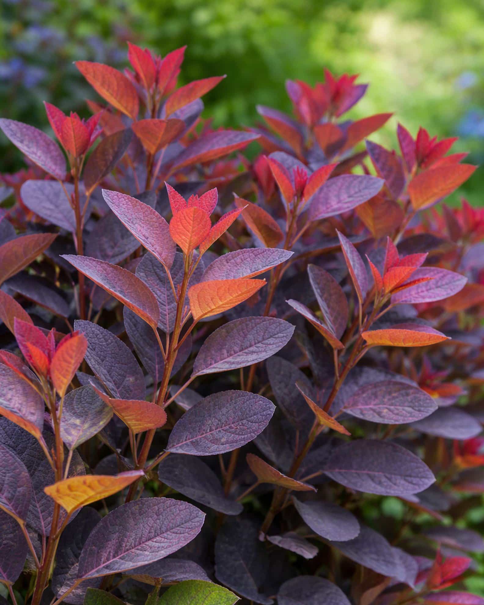 Velvet Cloak Smoketree