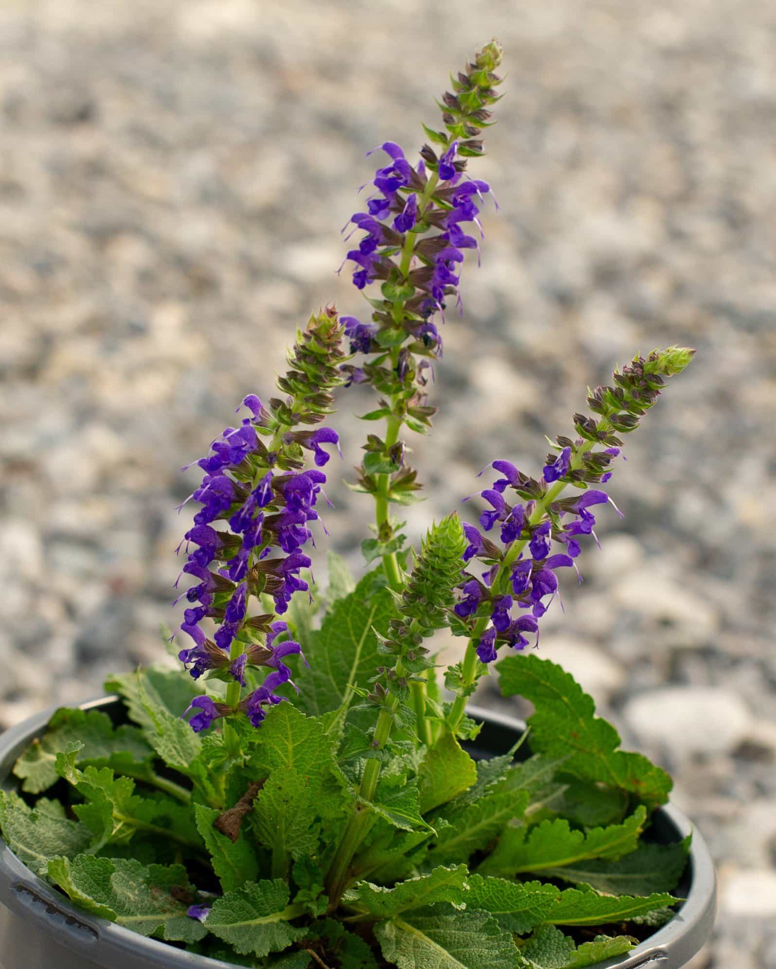 Sallyrosa April Night Salvia