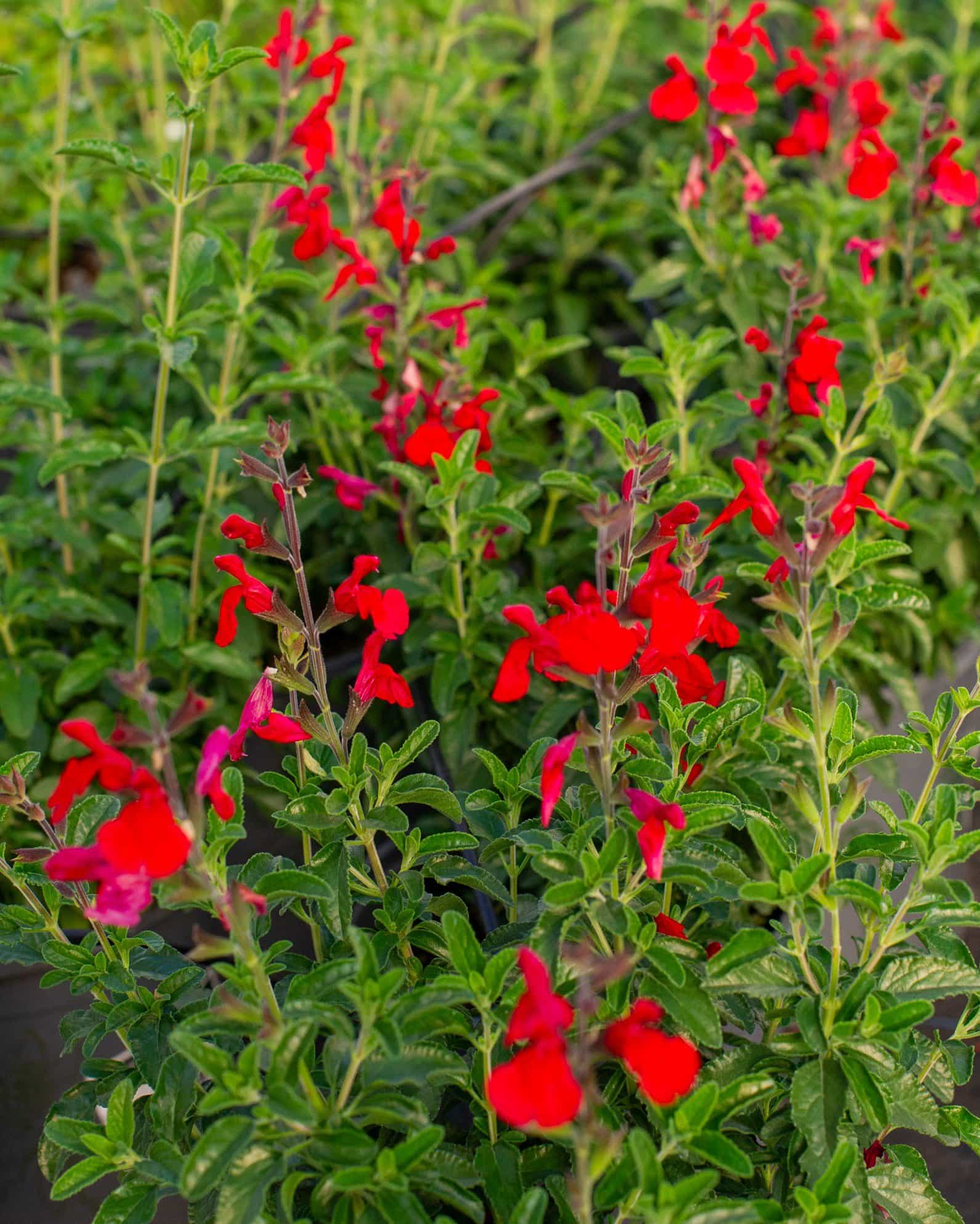 Radio Red Salvia Greggii