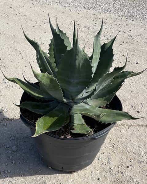 Crazy Horse Agave