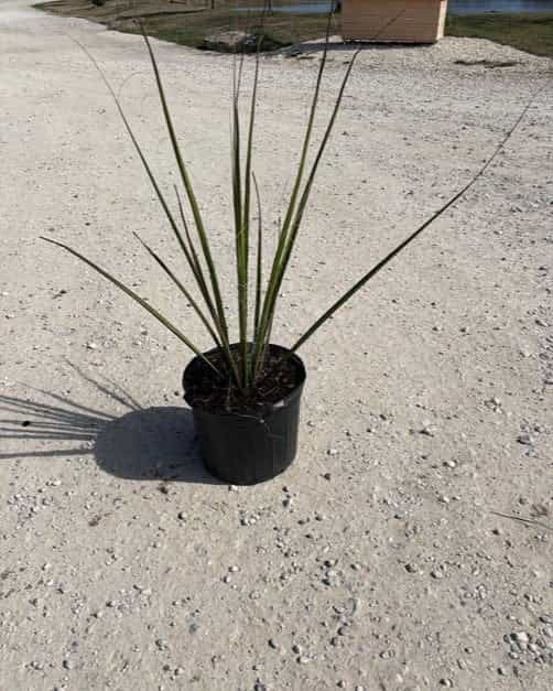 Giant Hesperaloe Yucca