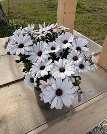 Compact White African Daisy