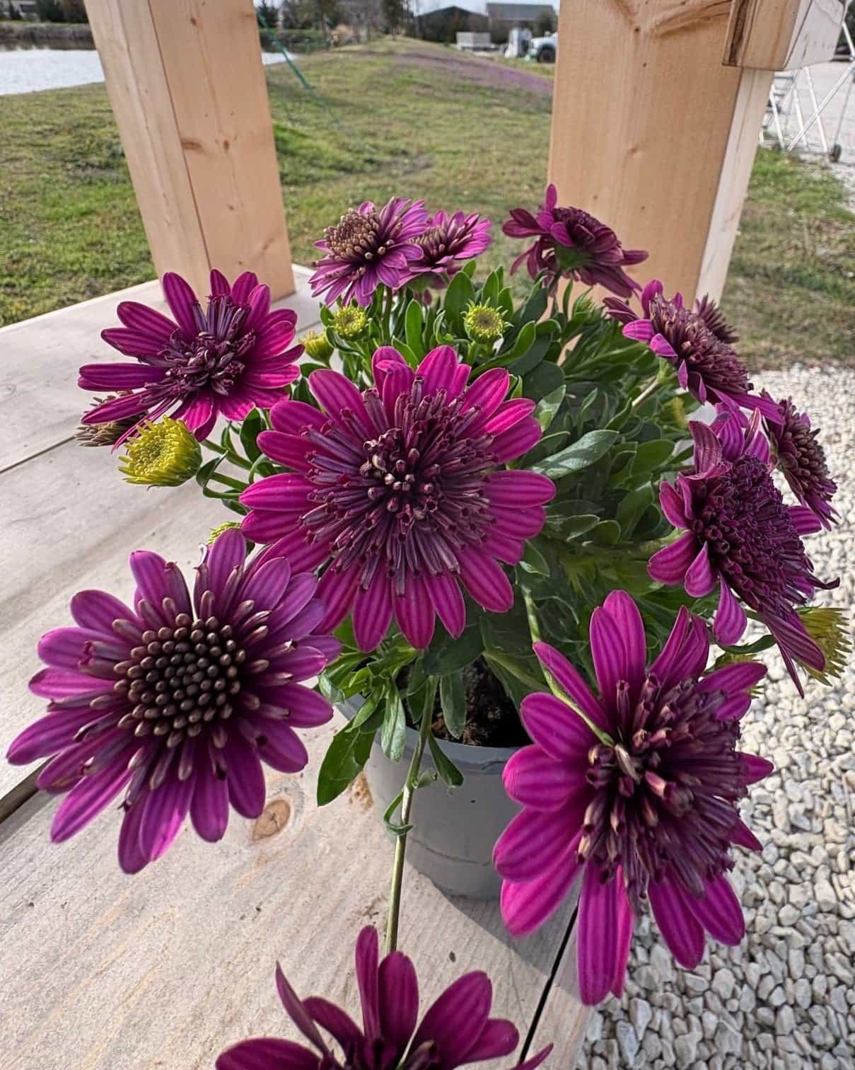 4D Purple African Daisy