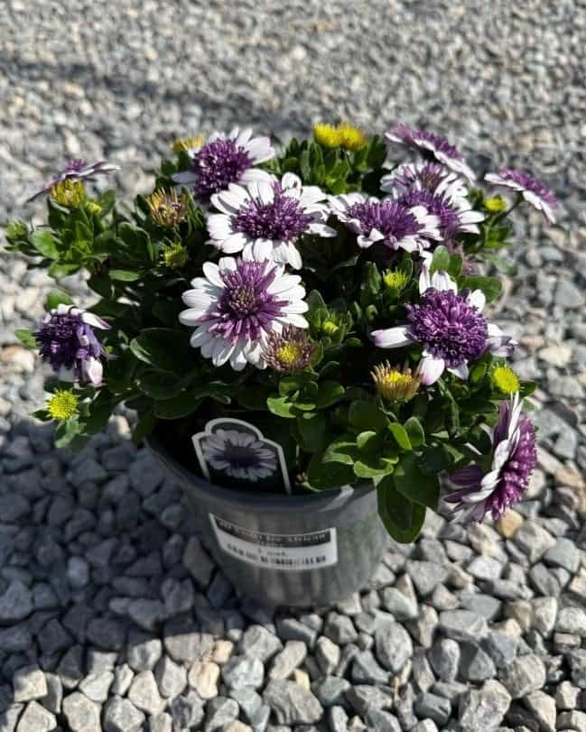4D Violet Ice African Daisy