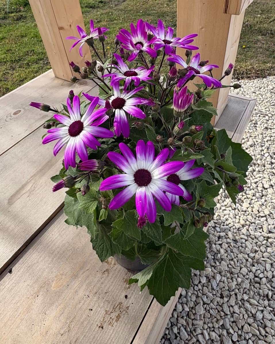 Senetti Magenta Bicolor Pericallis