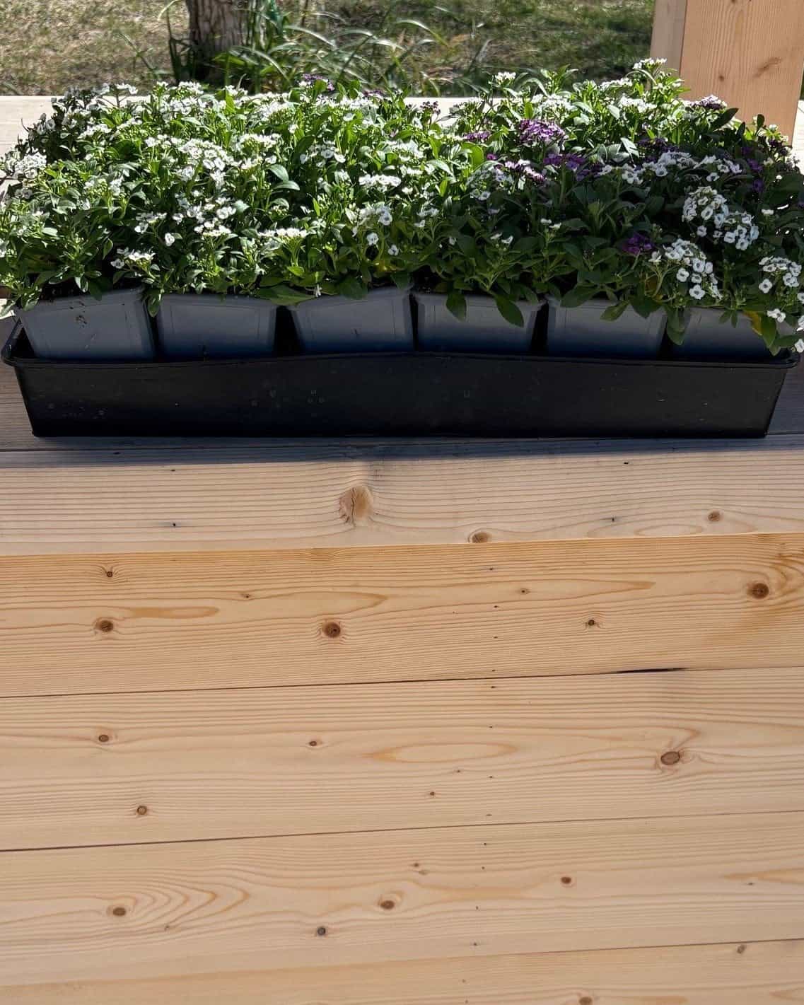 Clear Crystal Mix Alyssum