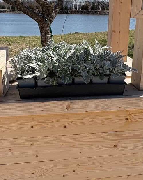 Silver Dust Dusty Miller