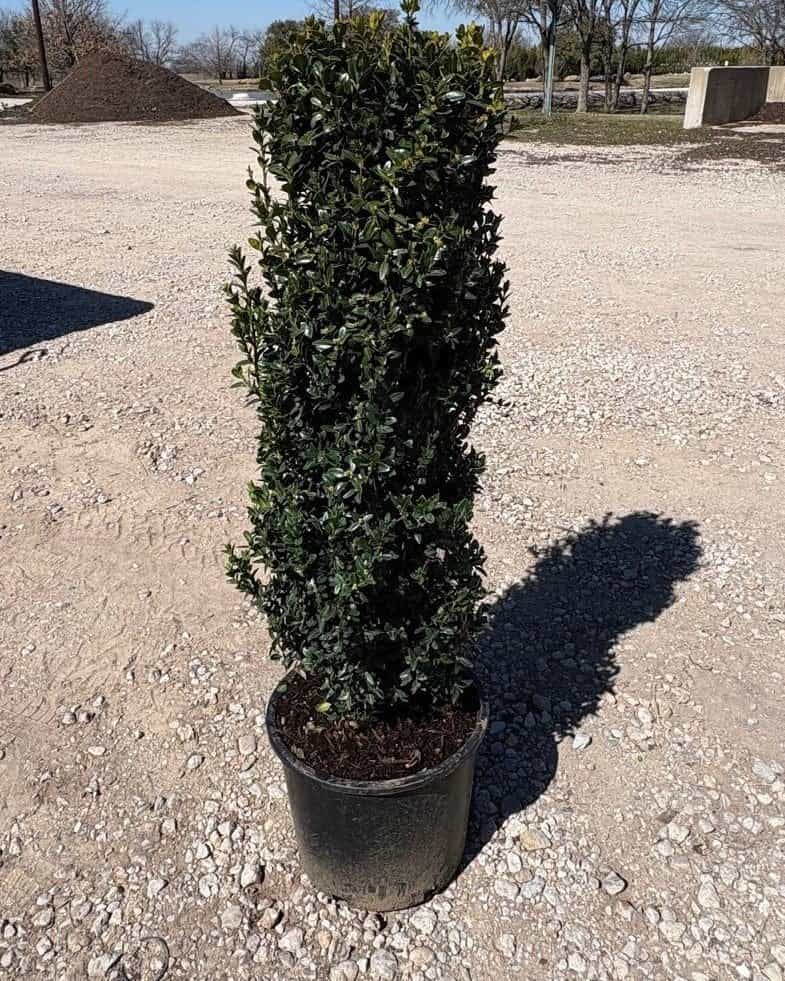 Dee Runk Boxwood
