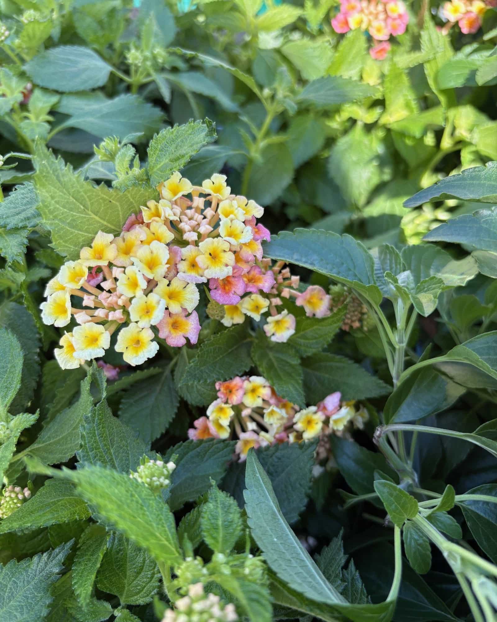 Bandana Peach Lantana