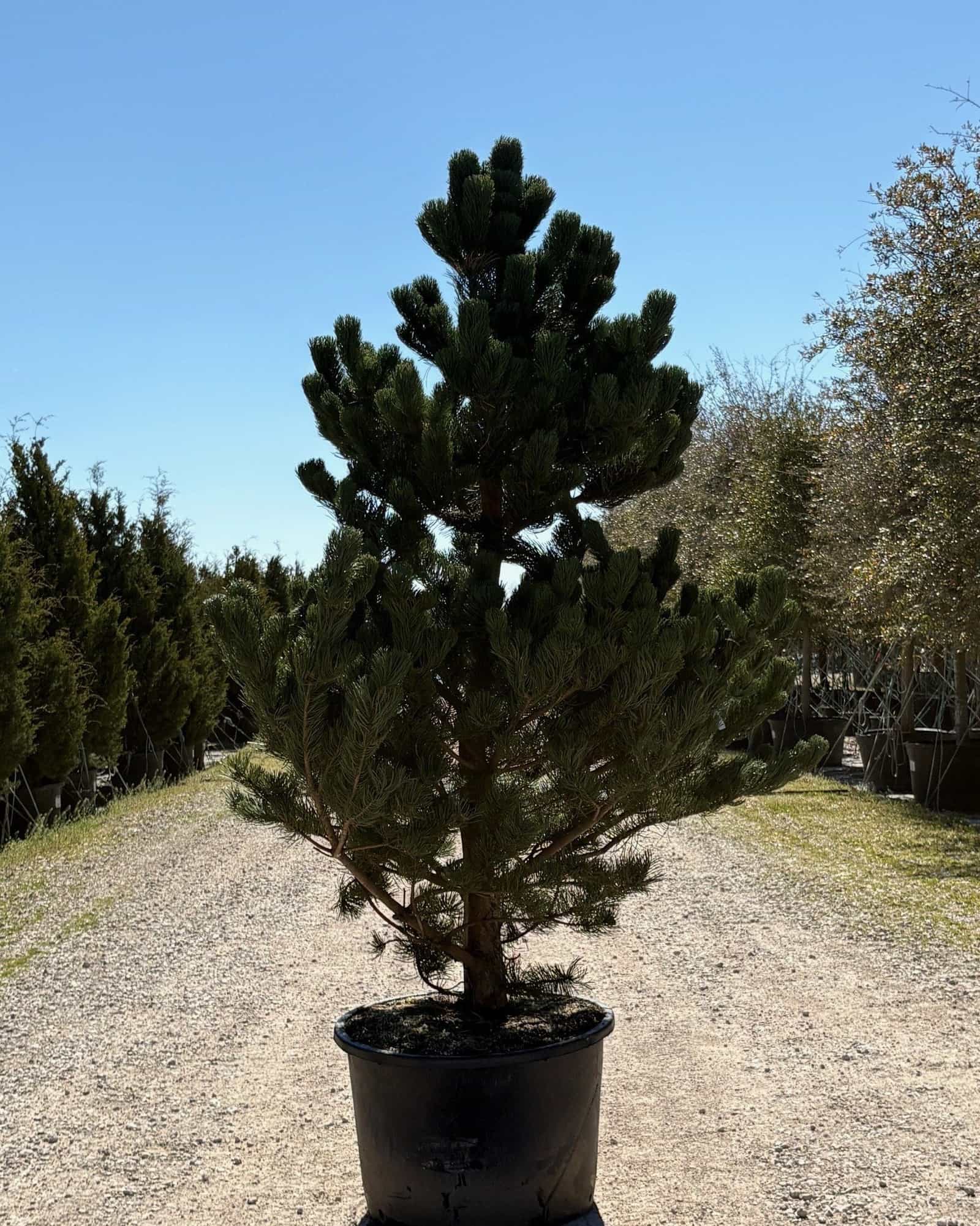 Austrian Pine Oregon Green