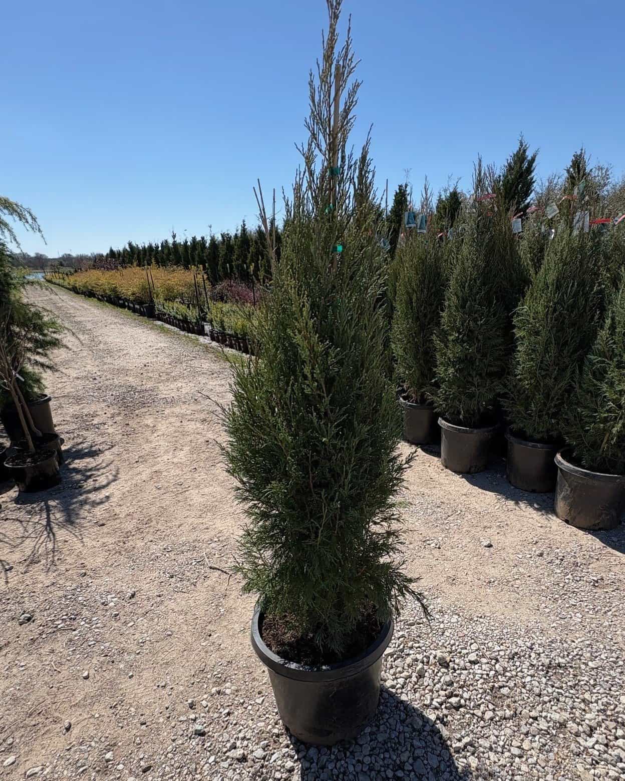Medora Juniper