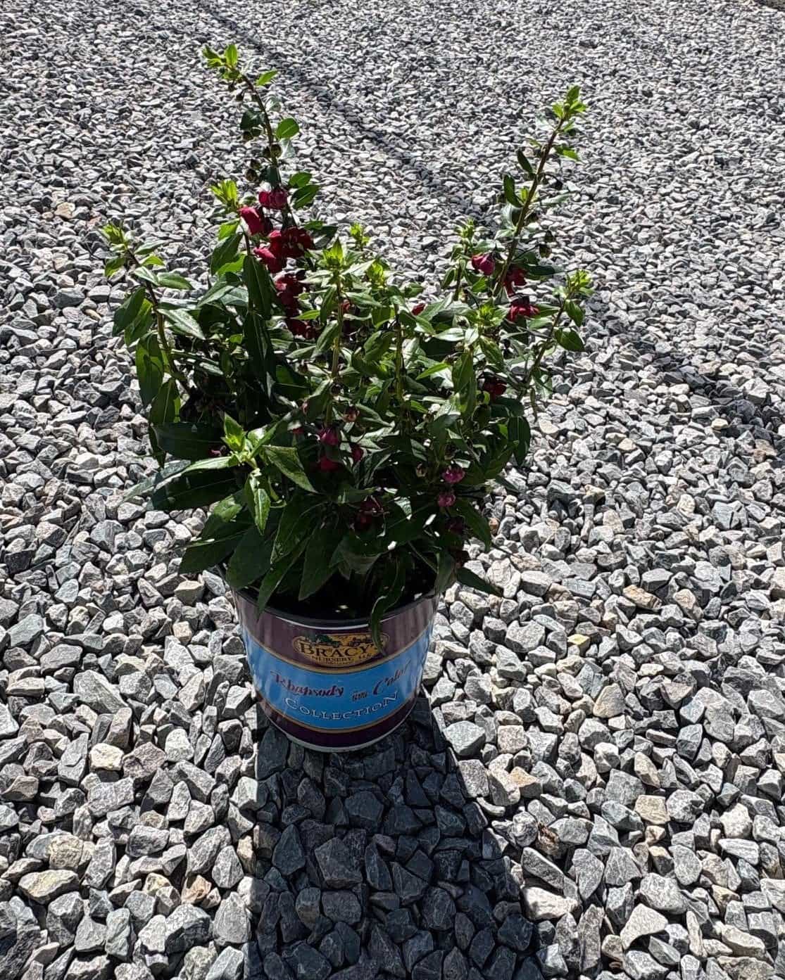 Archangel Ruby Sangria Angelonia