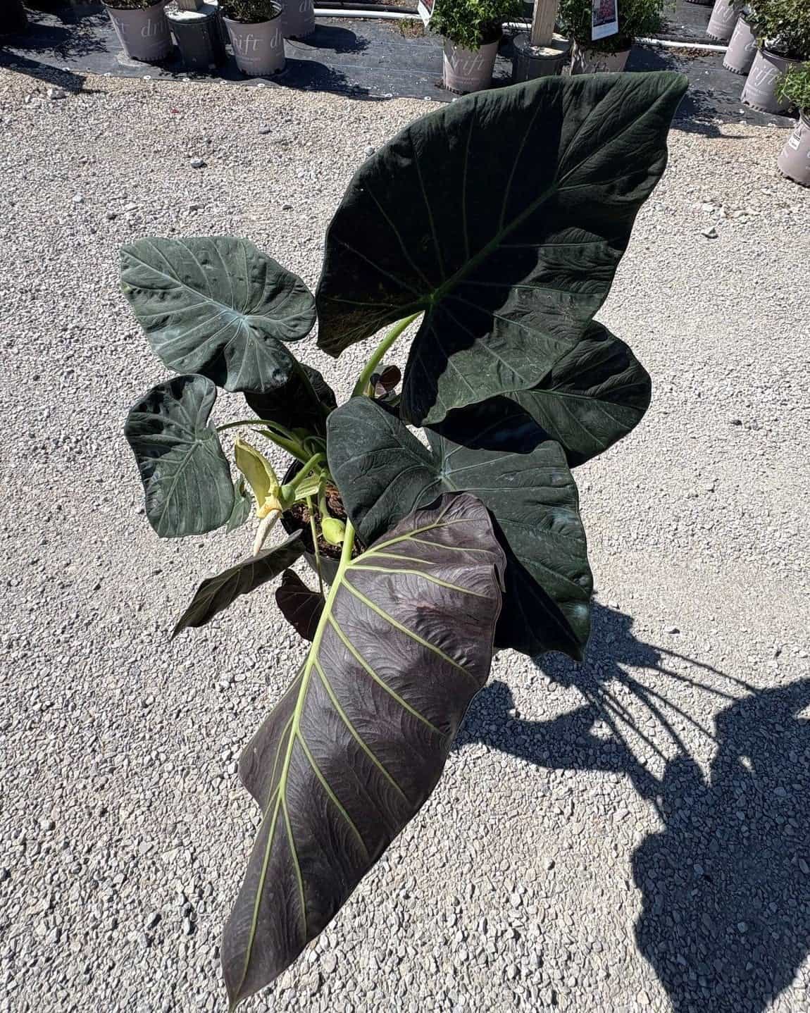 Regal Shields Elephant Ear