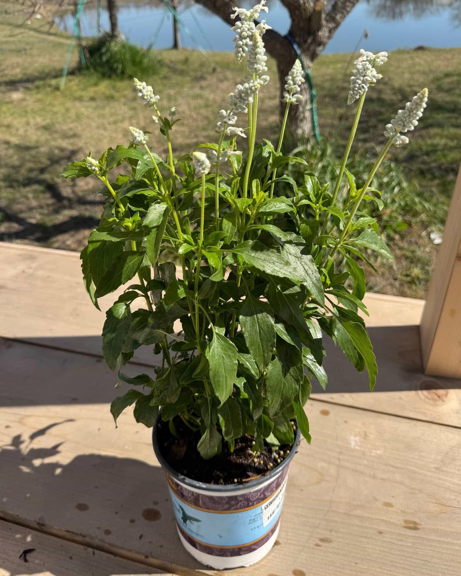 Mystical White Salvia