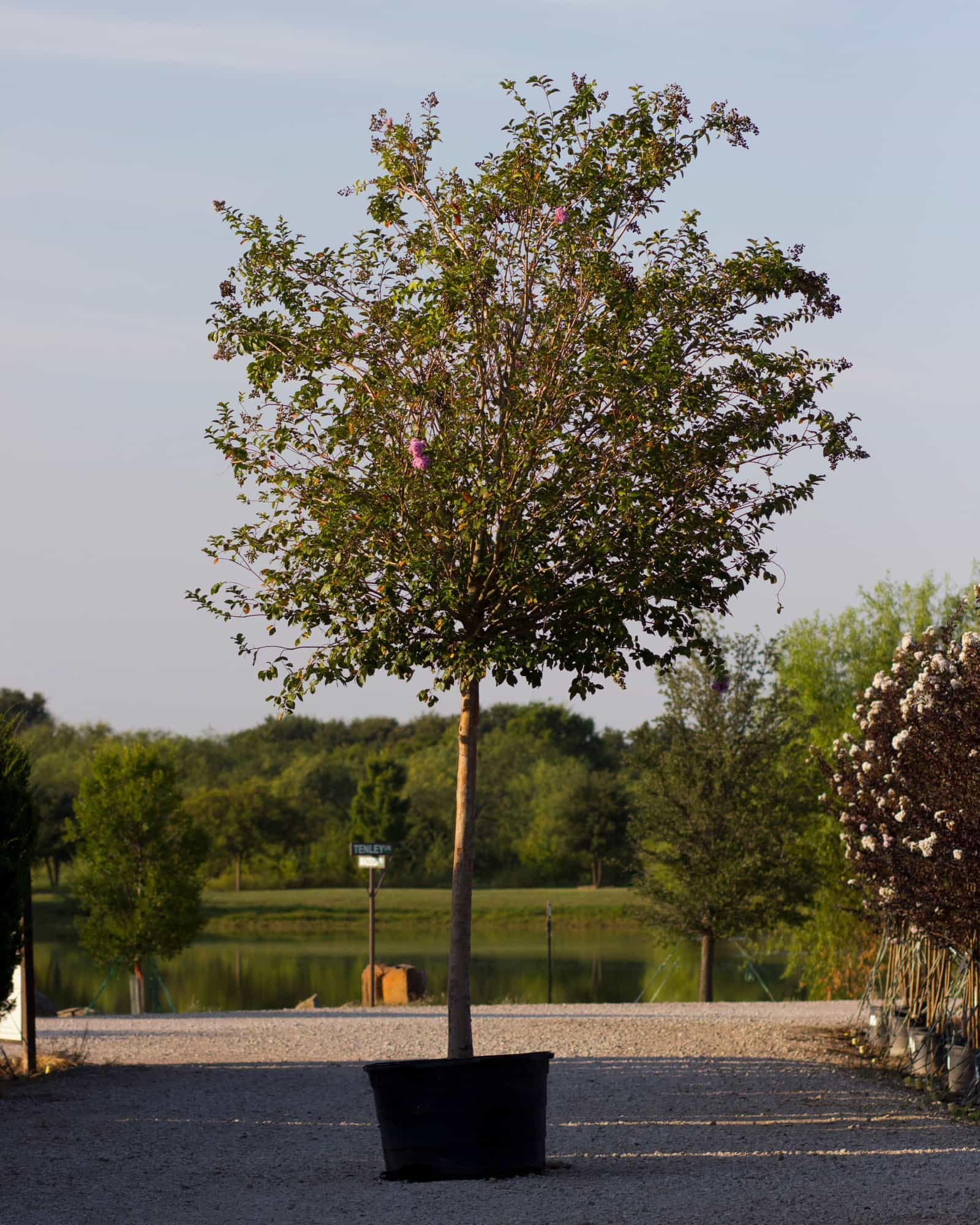 Muskogee Crape Myrtle Single Trunk