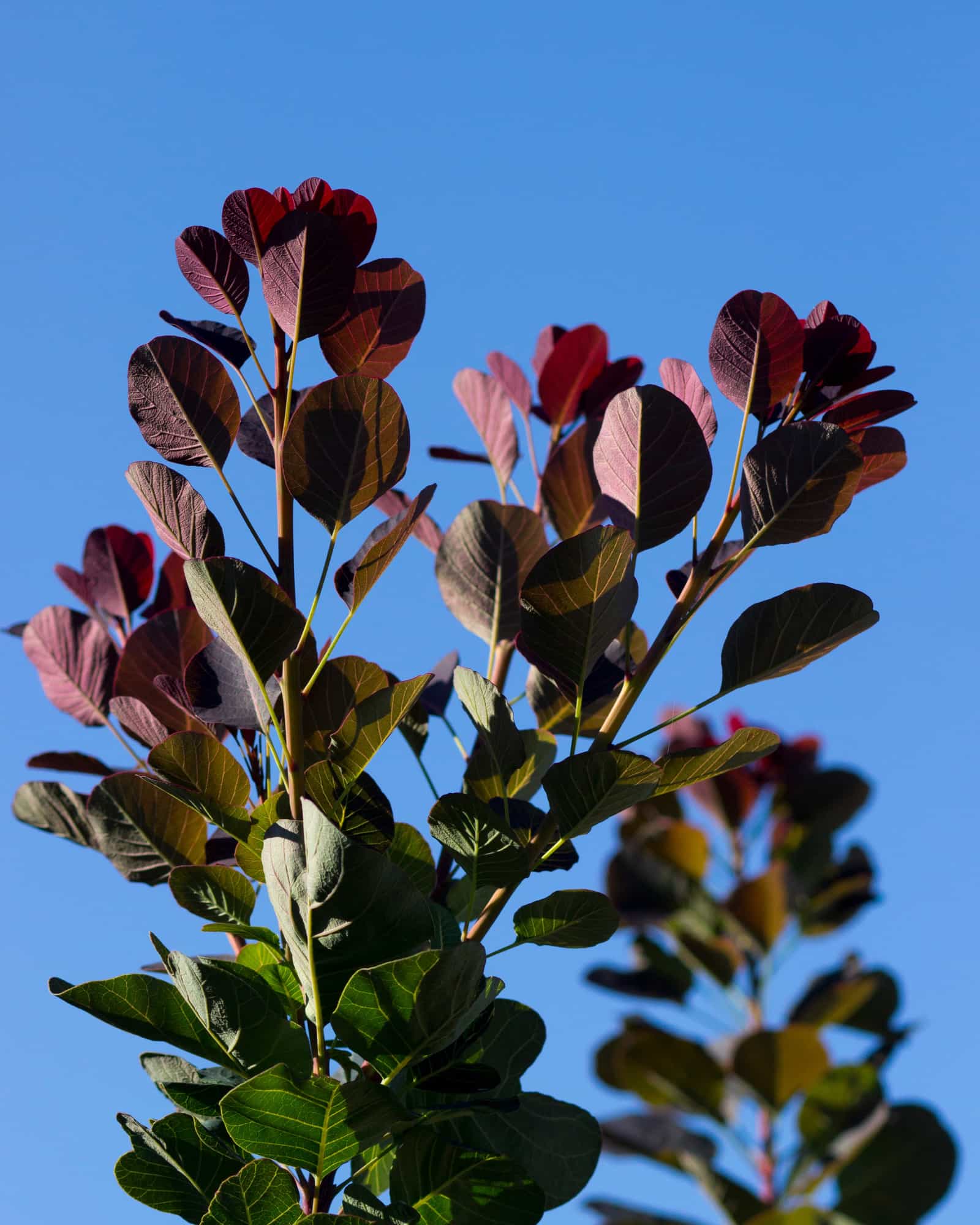 Royal Purple Smoketree