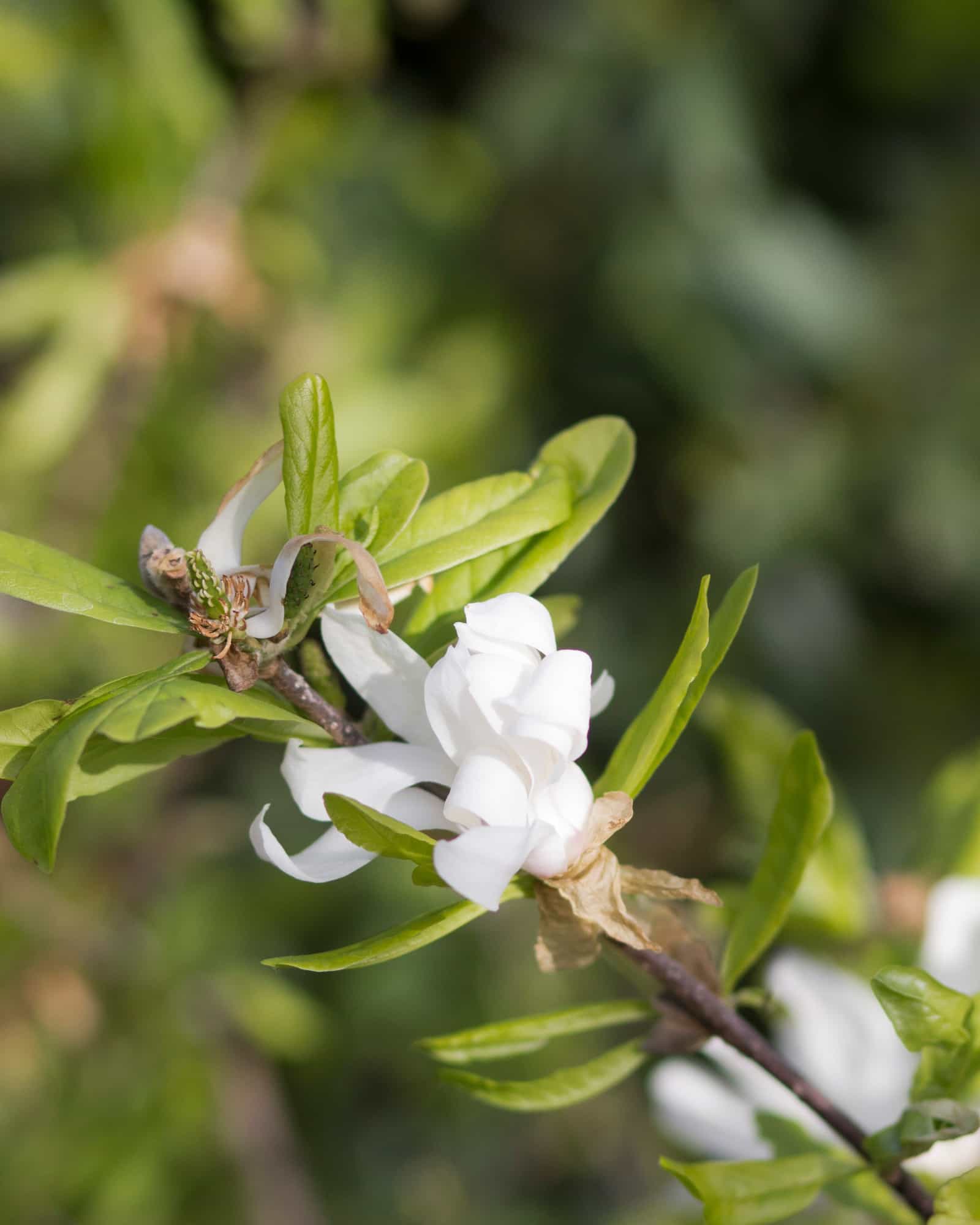 Royal Star Magnolia Tree Form