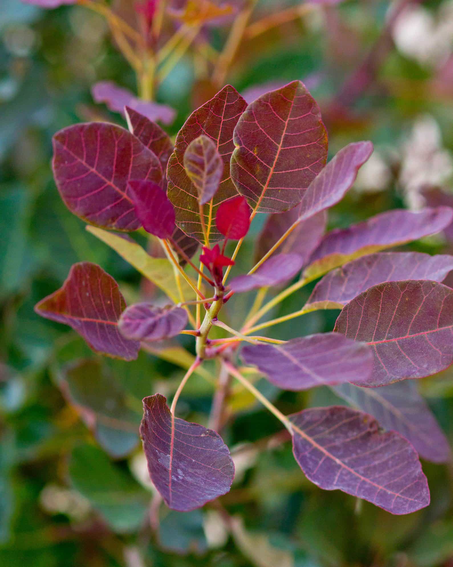 Dusky Maiden Smoketree Tree Form