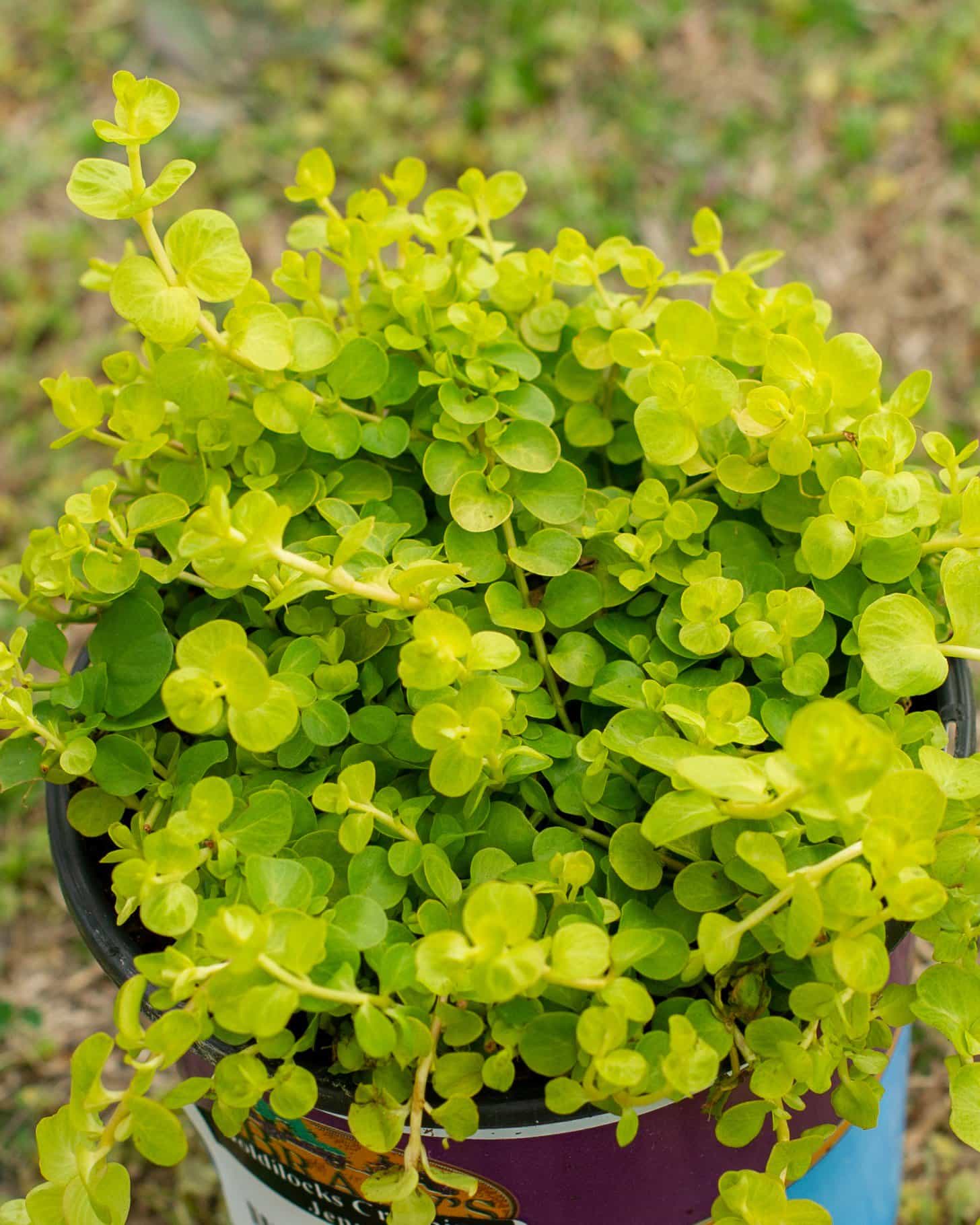 Goldilocks Creeping Jenny