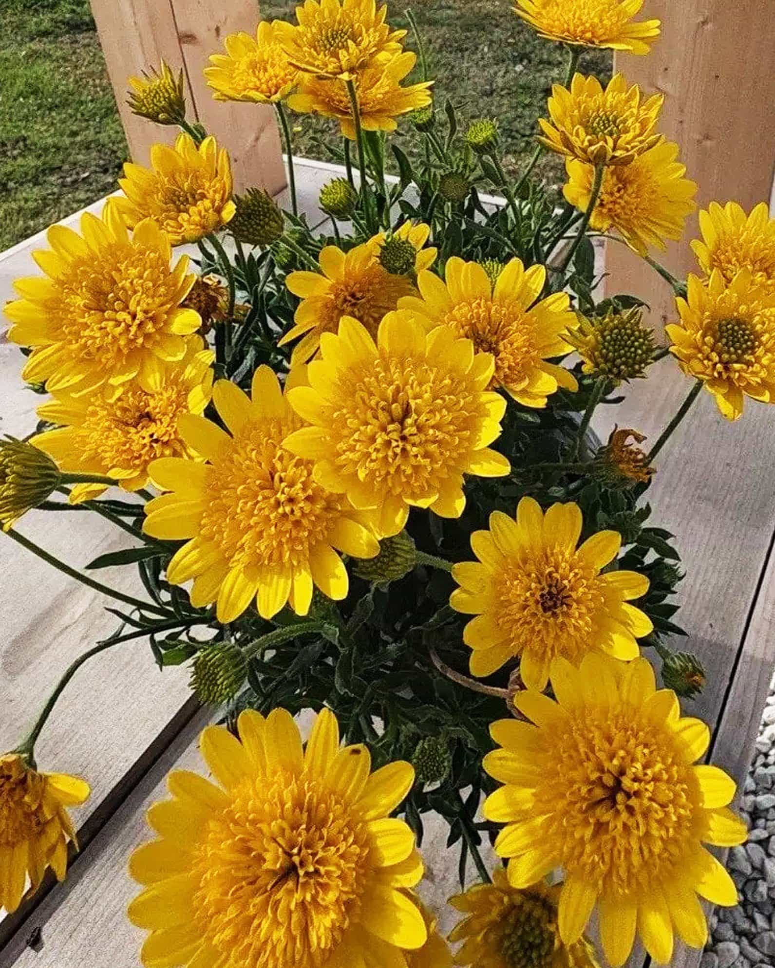 4D Yellow African Daisy