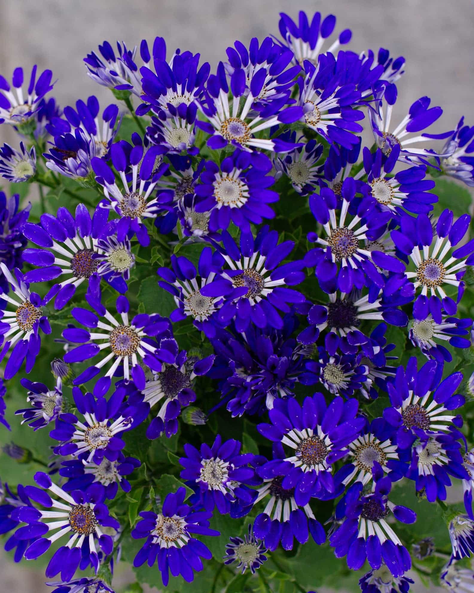 Senetti Blue Spoon Pericallis - Main Image