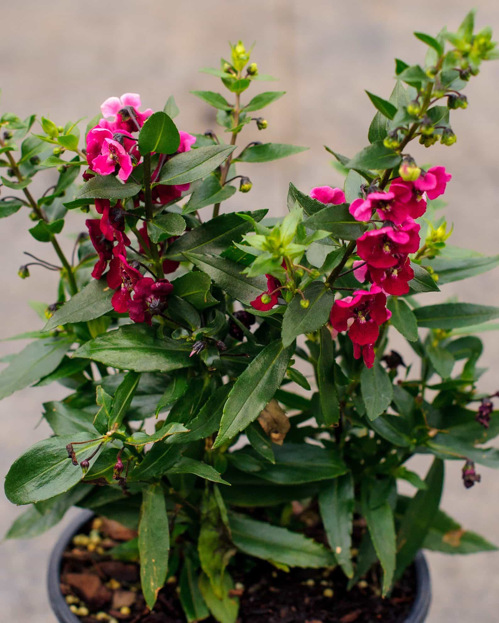 Archangel Ruby Sangria Angelonia