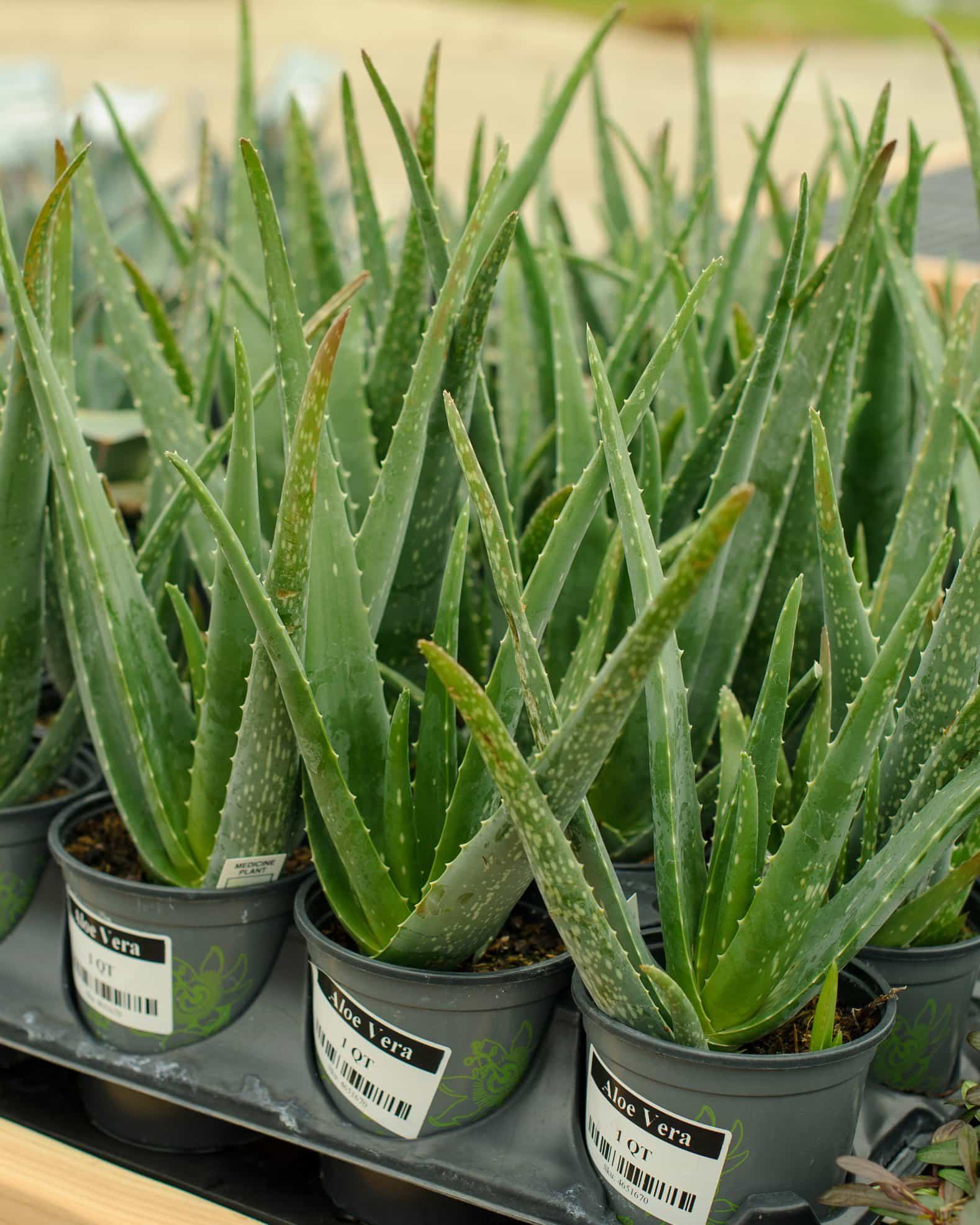 Aloe Vera
