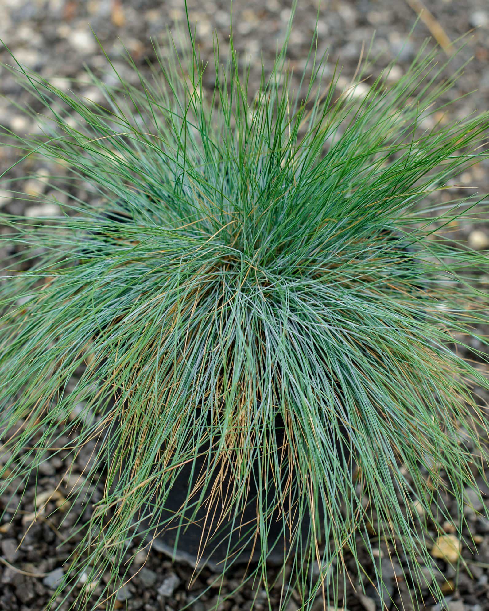 Elijah Blue Fescue