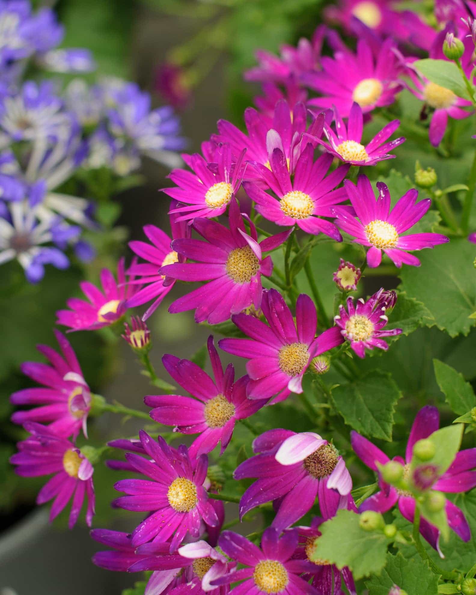 Senetti Rose Glow Pericallis - Main Image