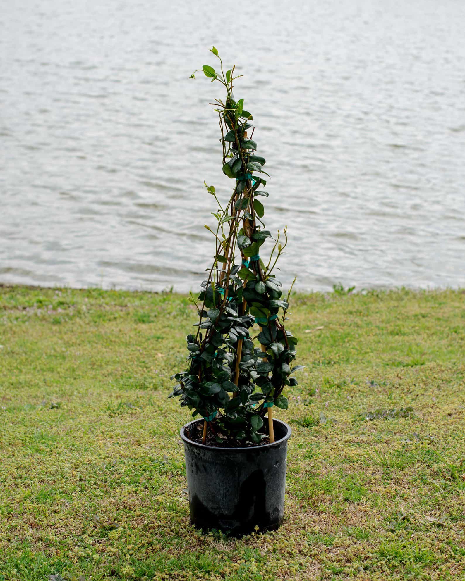 Star Jasmine Madison Hardy Espalier