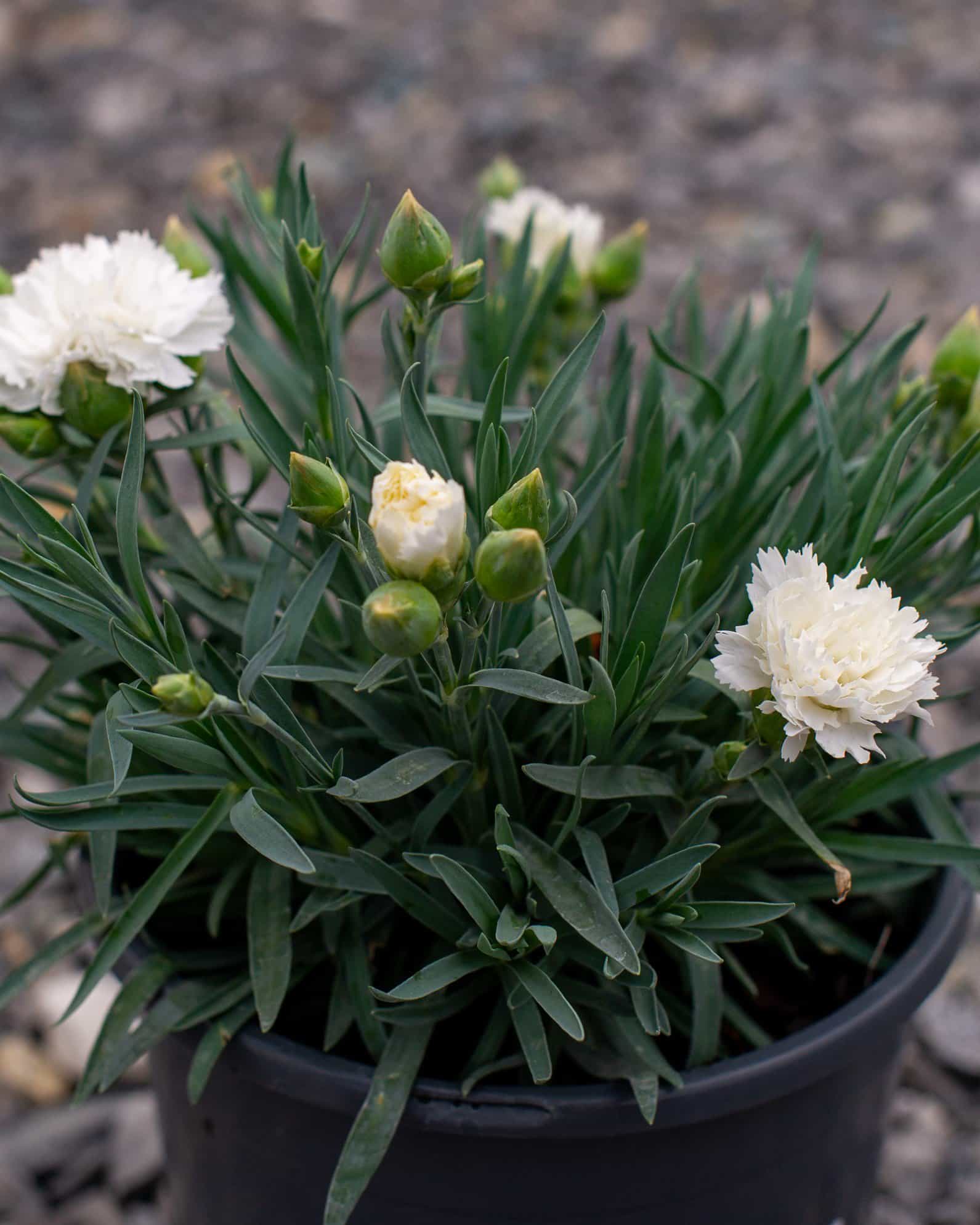 Vivacia White Dianthus