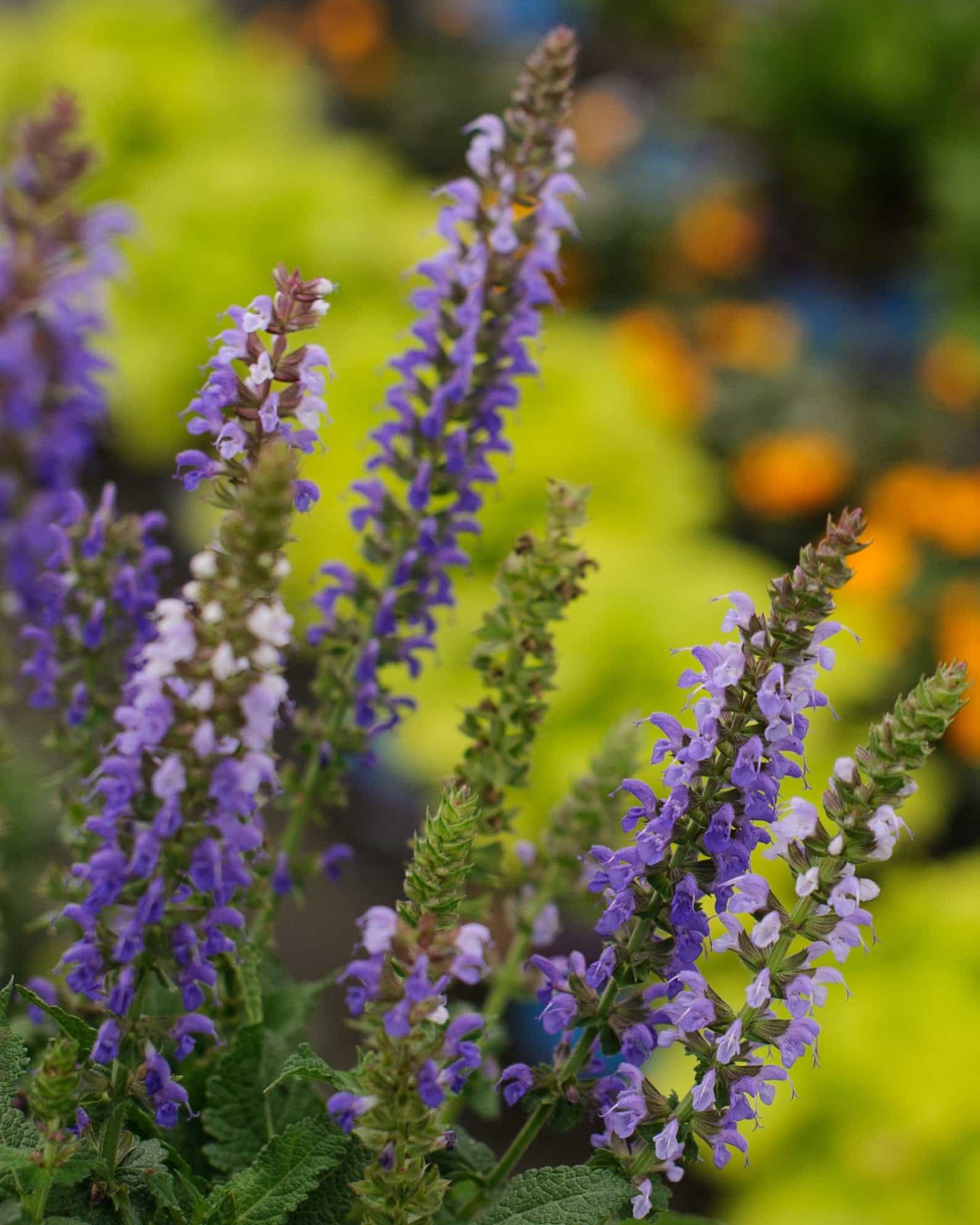 Sallyrosa April Night Salvia