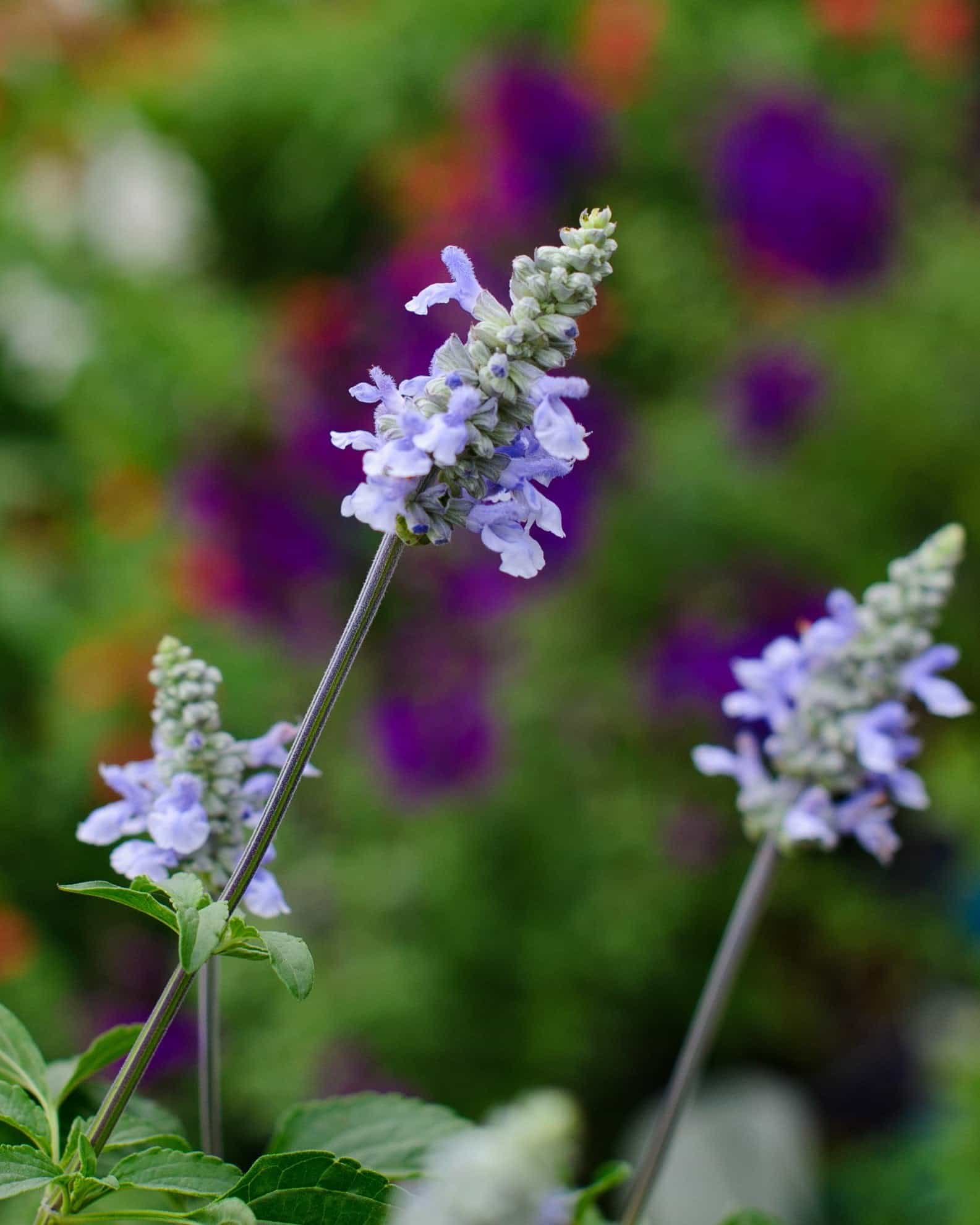 Blue Chill Salvia