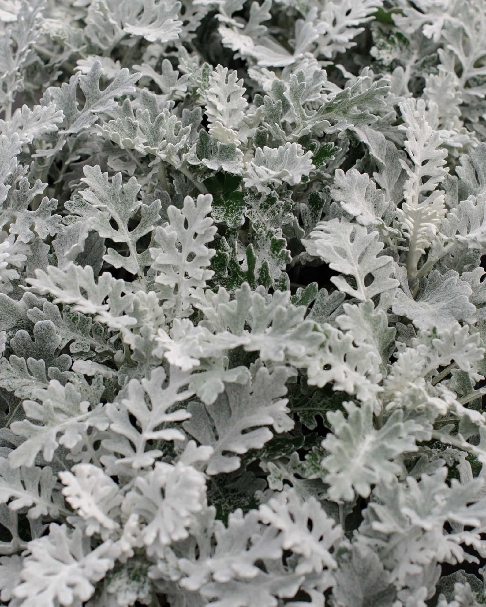 Silver Dust Dusty Miller
