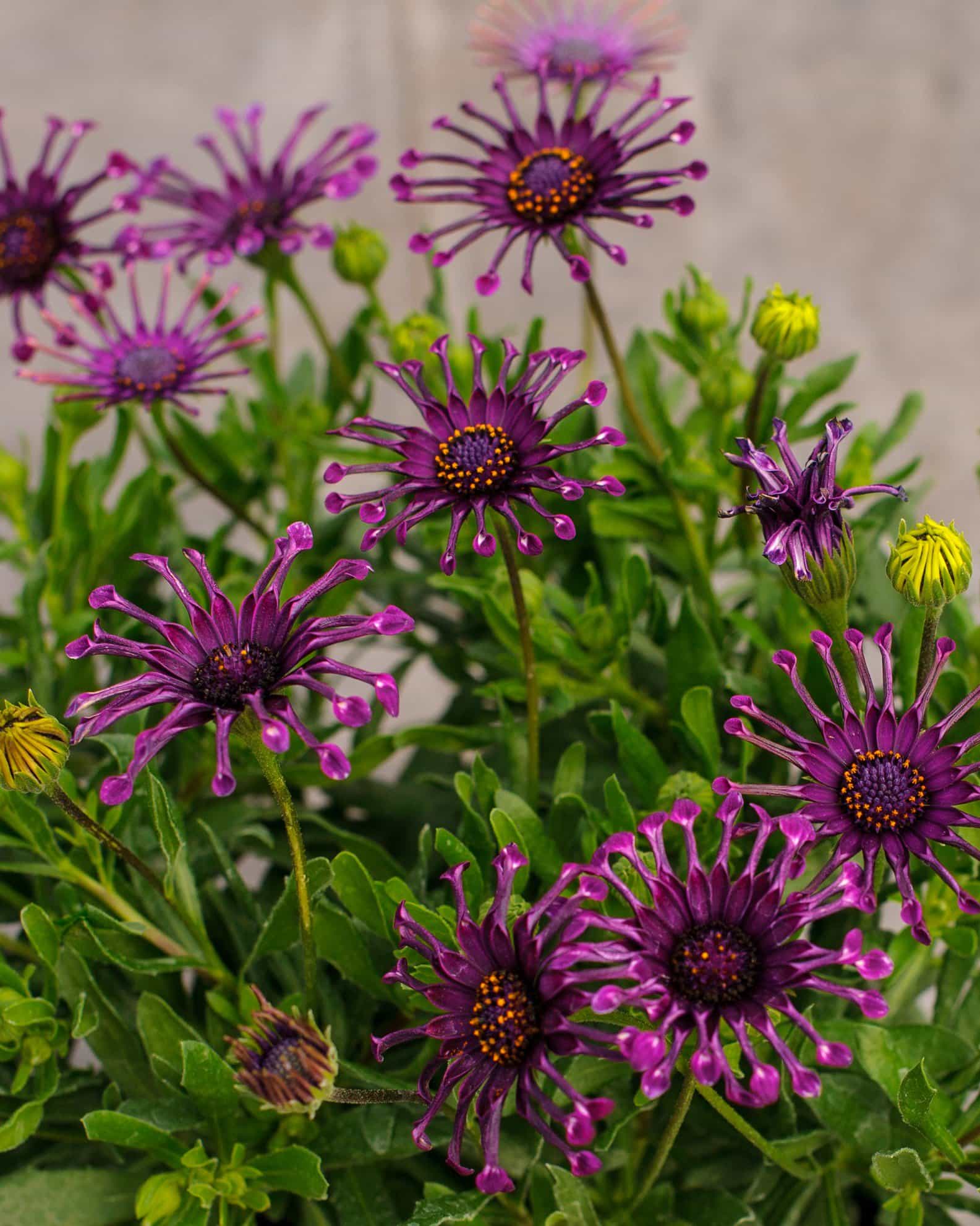 Spider Purple African Daisy