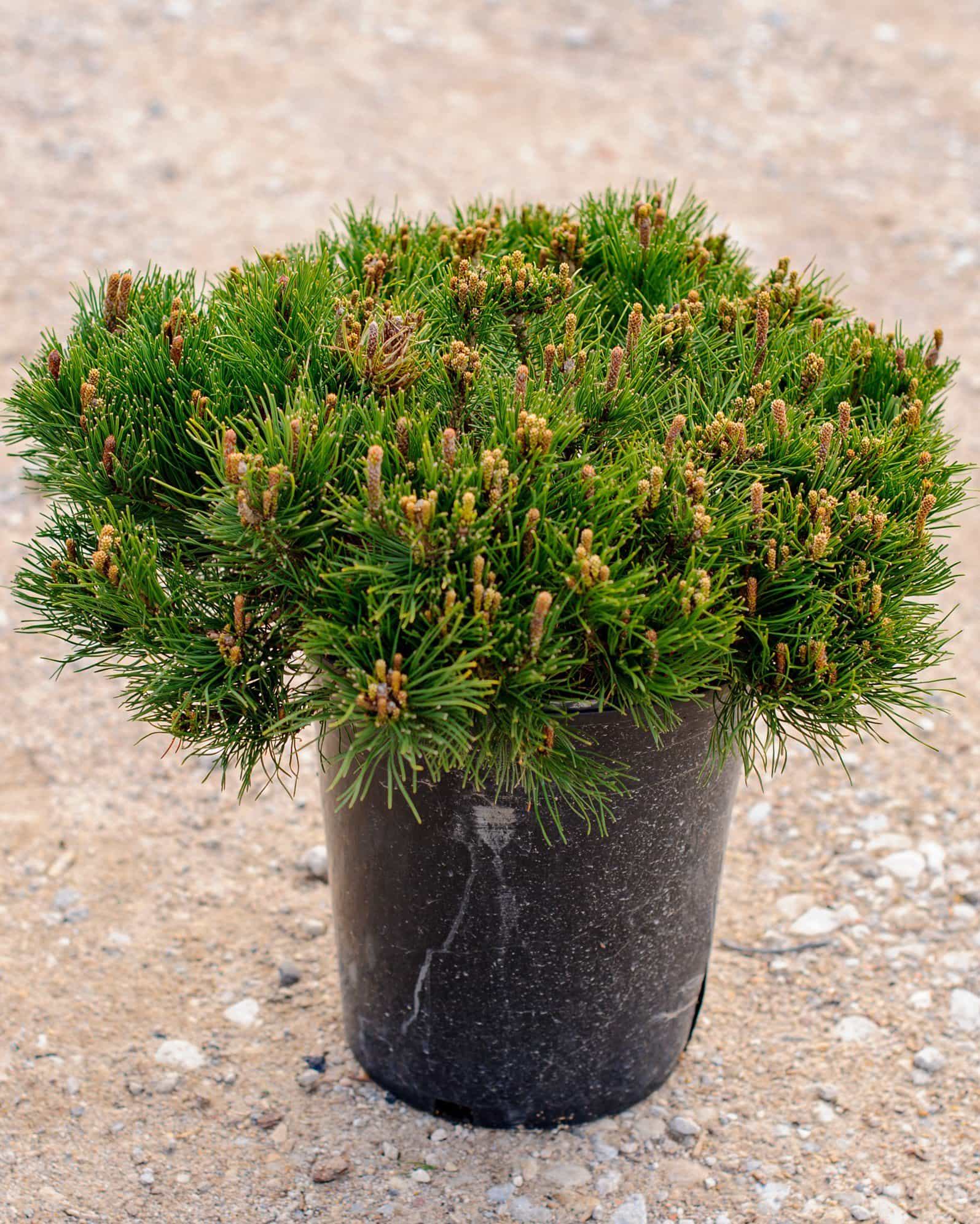 Dwarf Mugo Pine