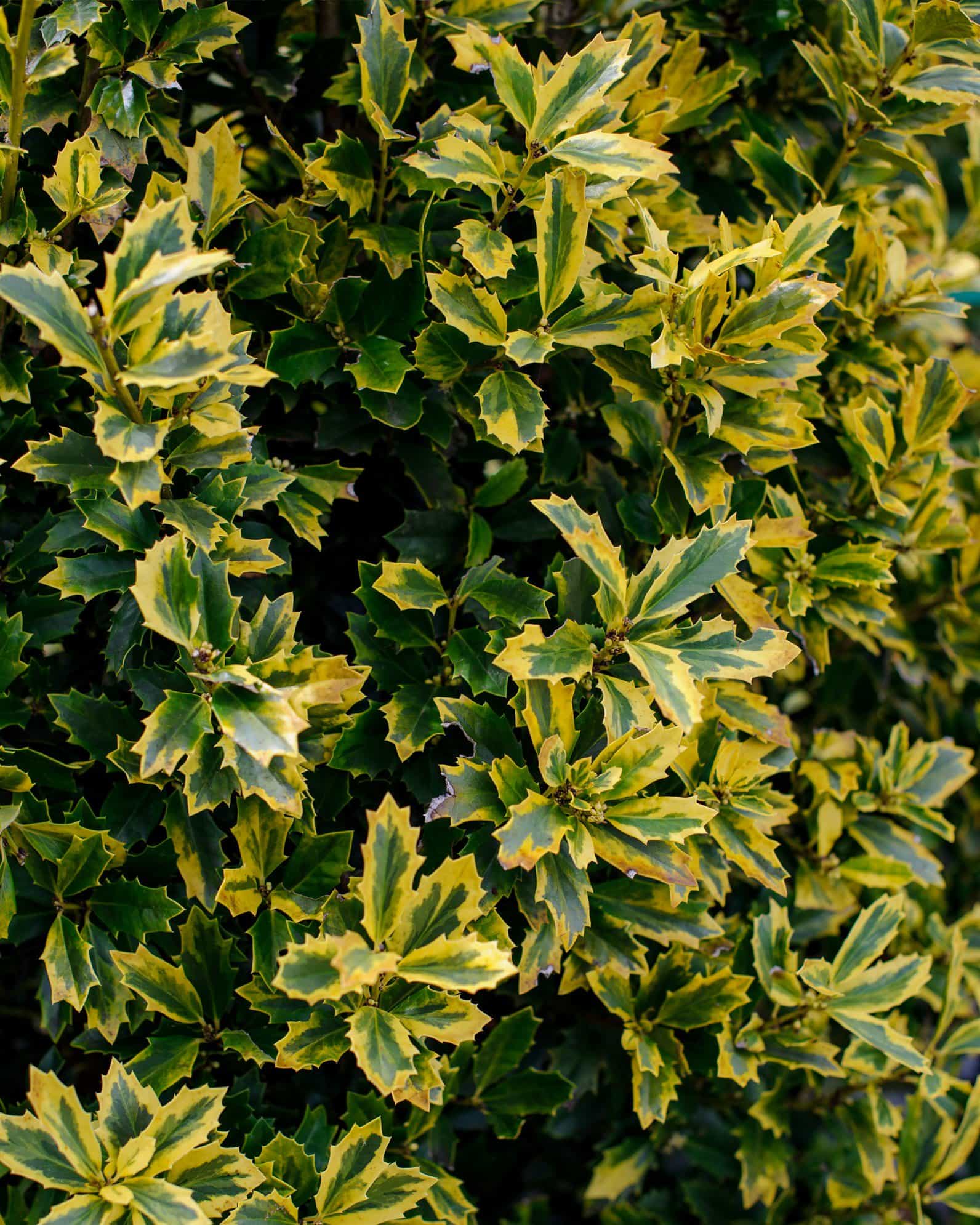 Golden Oakland Holly