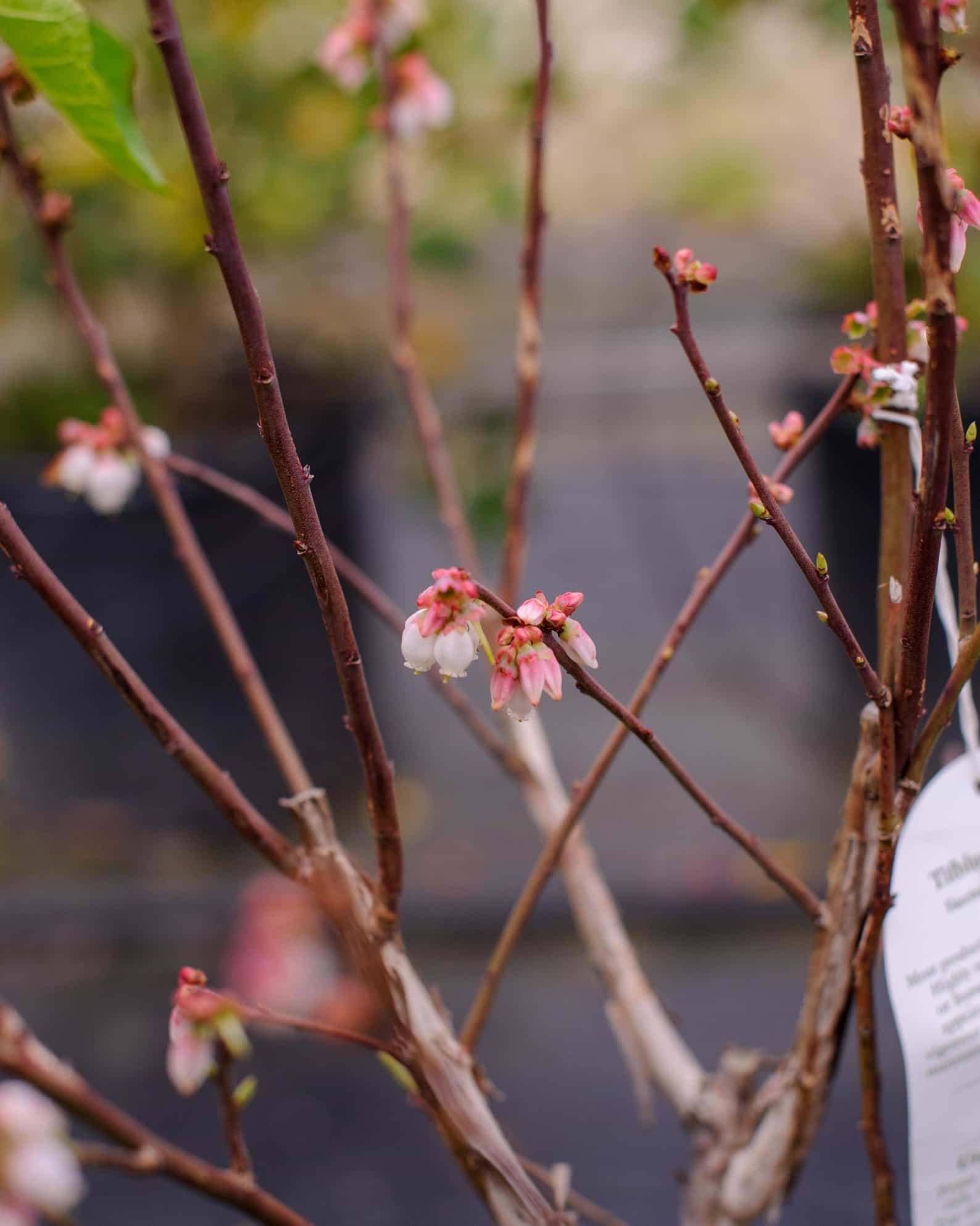 Tifblue Blueberry - Main Image