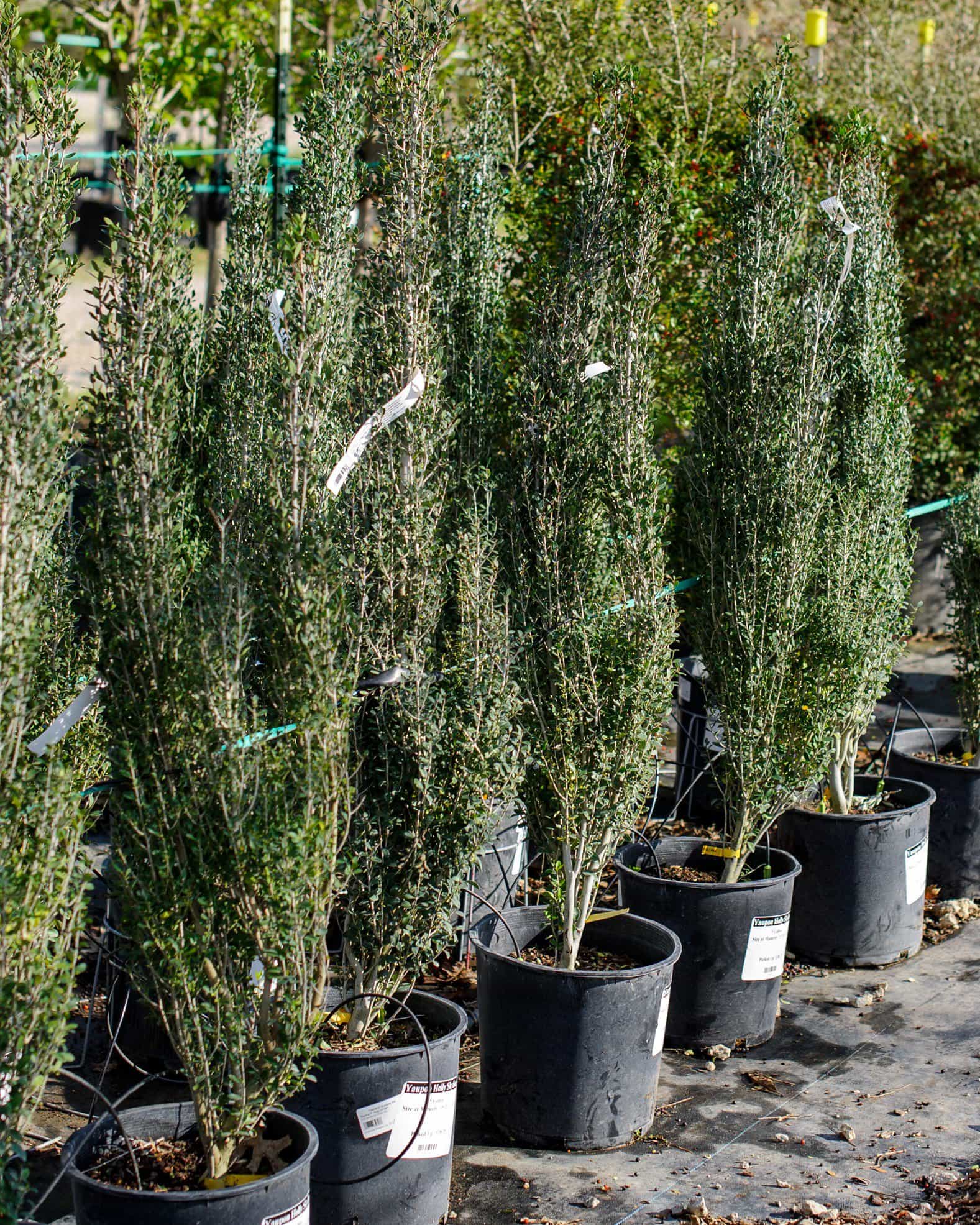 Yaupon Holly Skyline