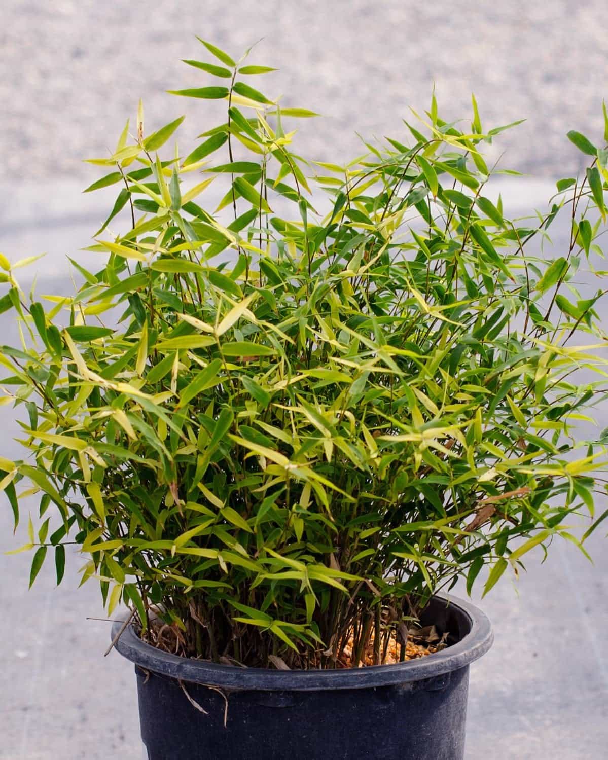 Golden Goddess Bamboo